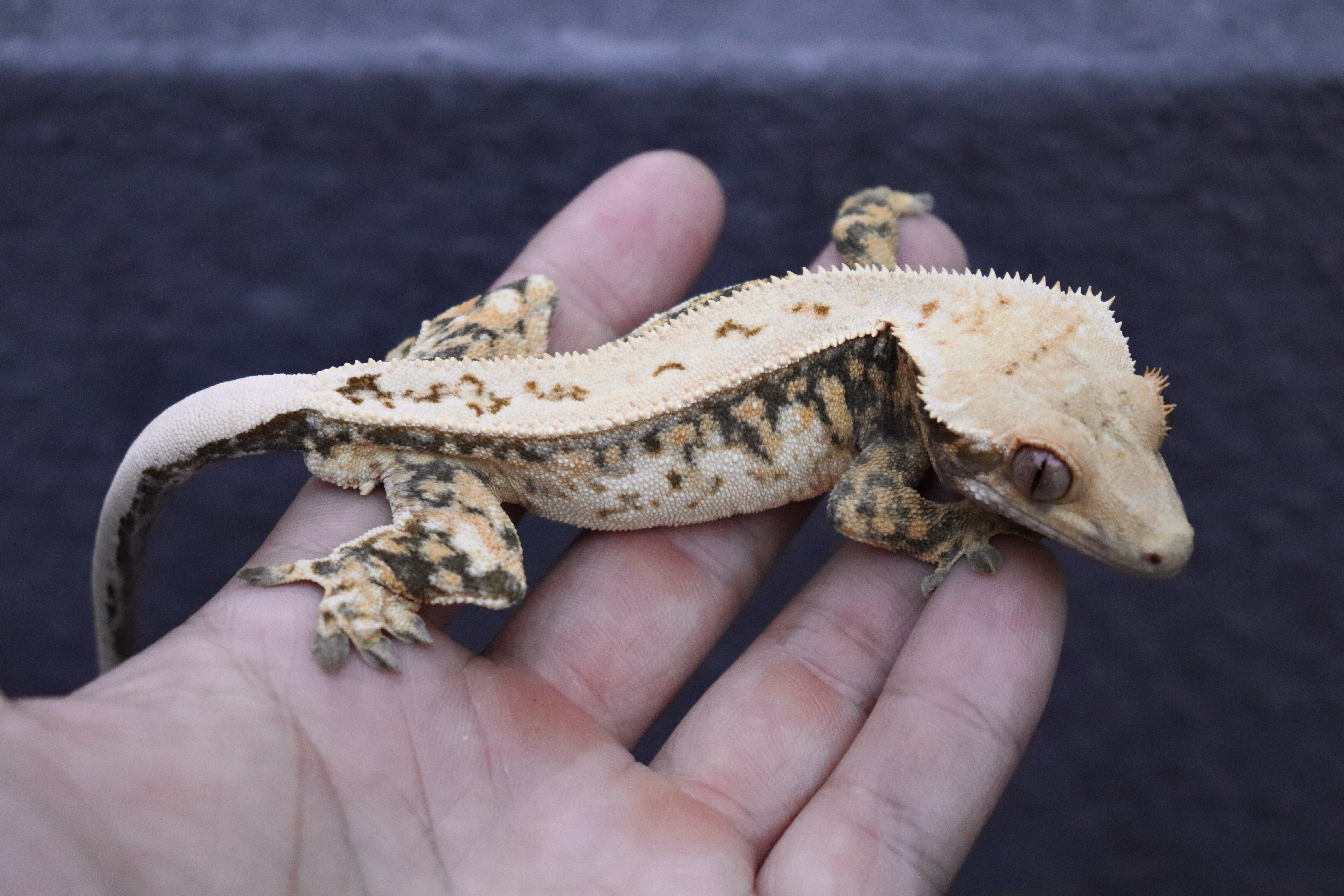 Drippy Tri Full Pinstripe Tangerine Normal