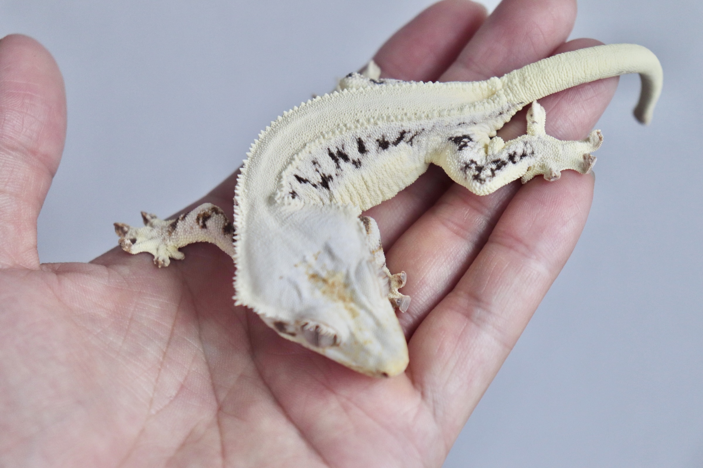 Lilly White Solid Back