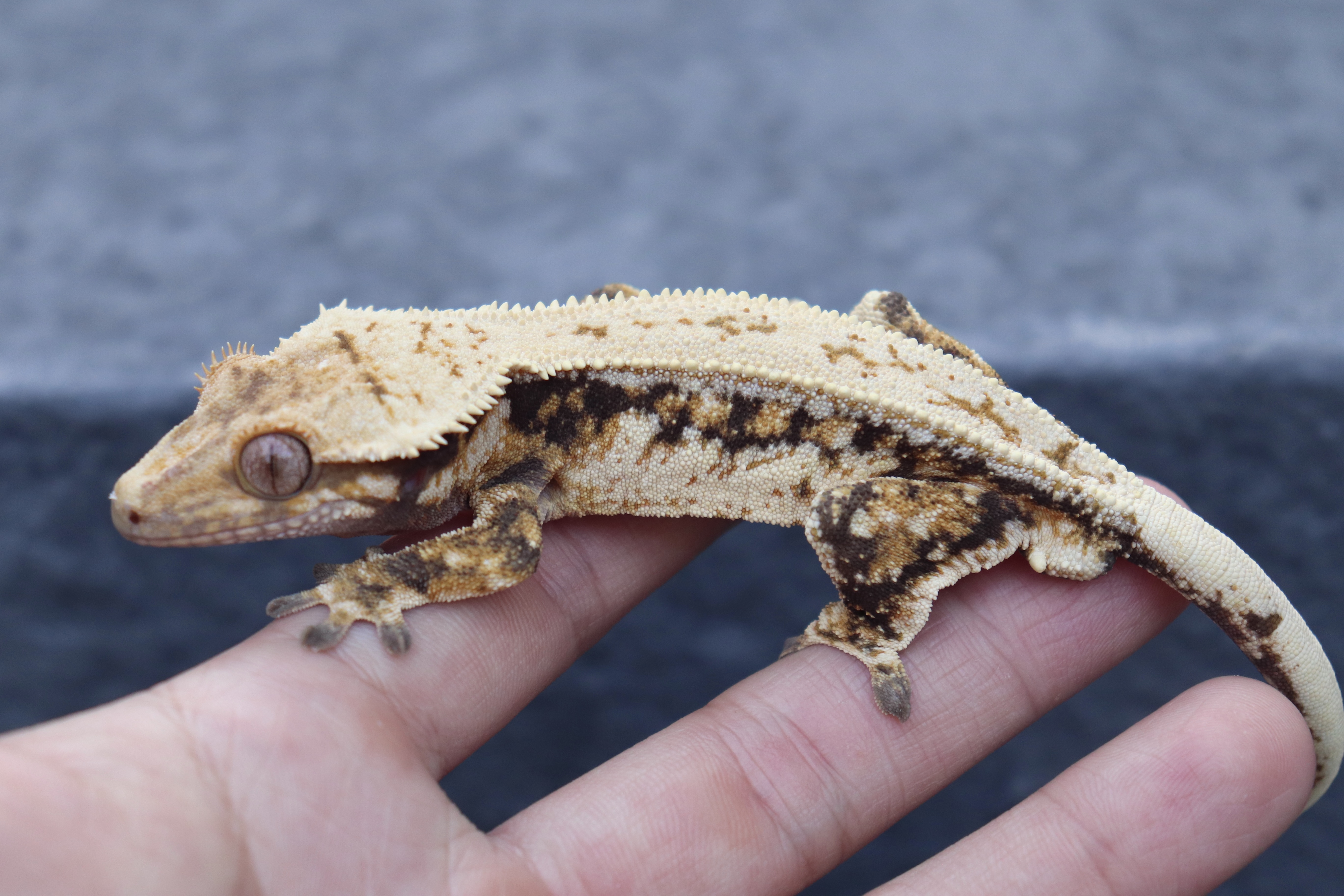 Drippy Full Pinstripe Quad Normal Tangerine Tri