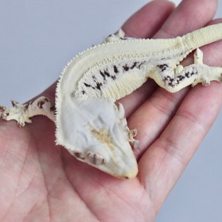 Solid Back Lilly White