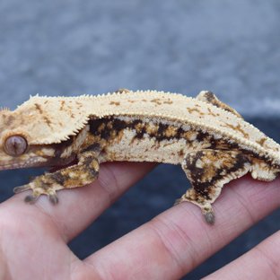 Tangerine Drippy Full Pinstripe Quad Tri Normal