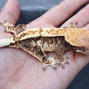 White Pin Tri Extreme Harlequin Cappuccino