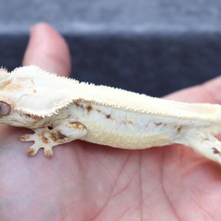 Solid Back Lilly White