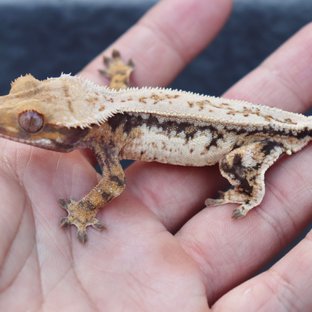 Drippy White Pin Quad Tri Normal