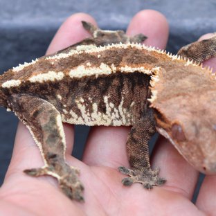 White Pin Tri Extreme Harlequin Cappuccino