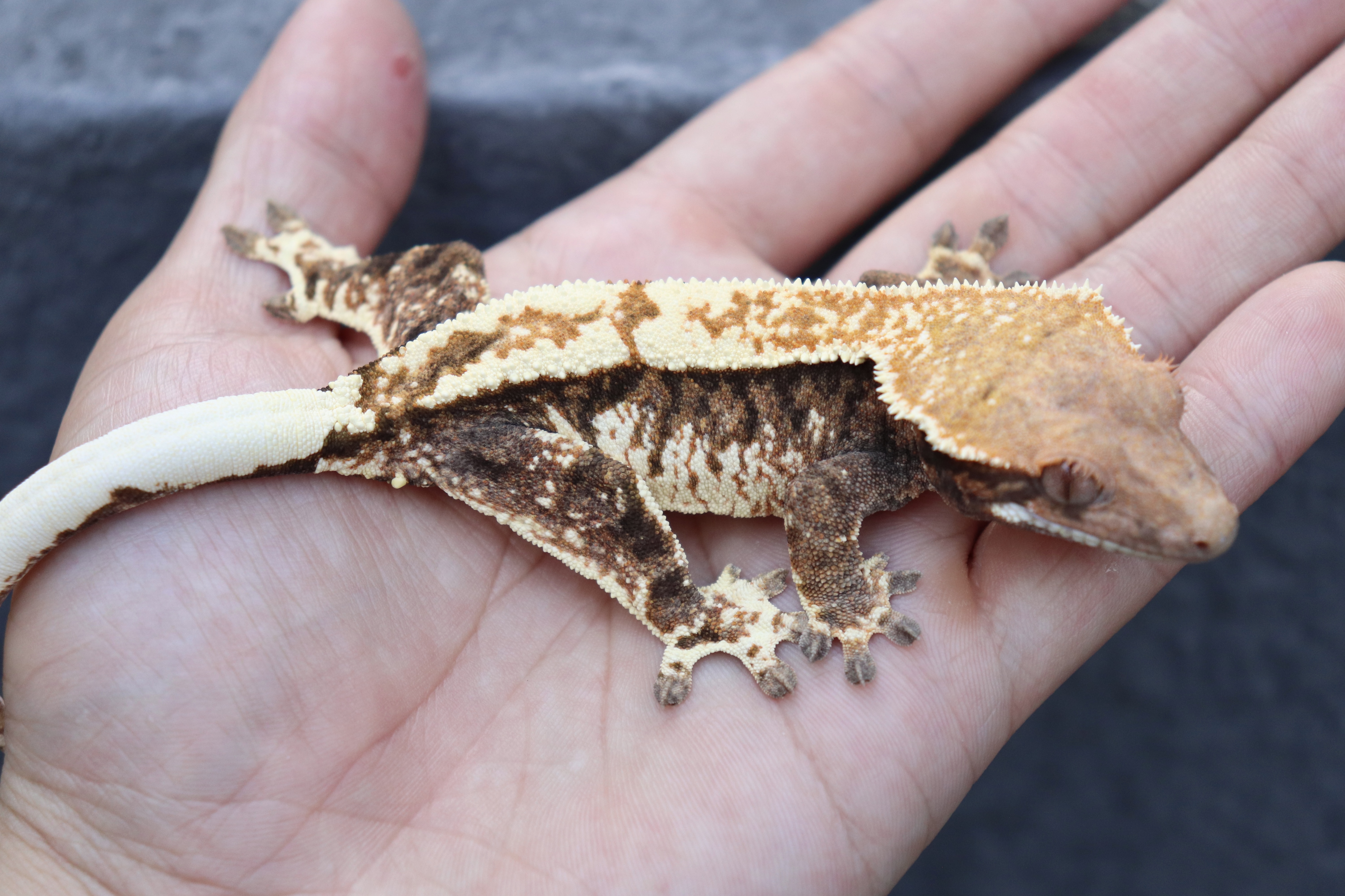 White Pin Extreme Harlequin Cappuccino Tri