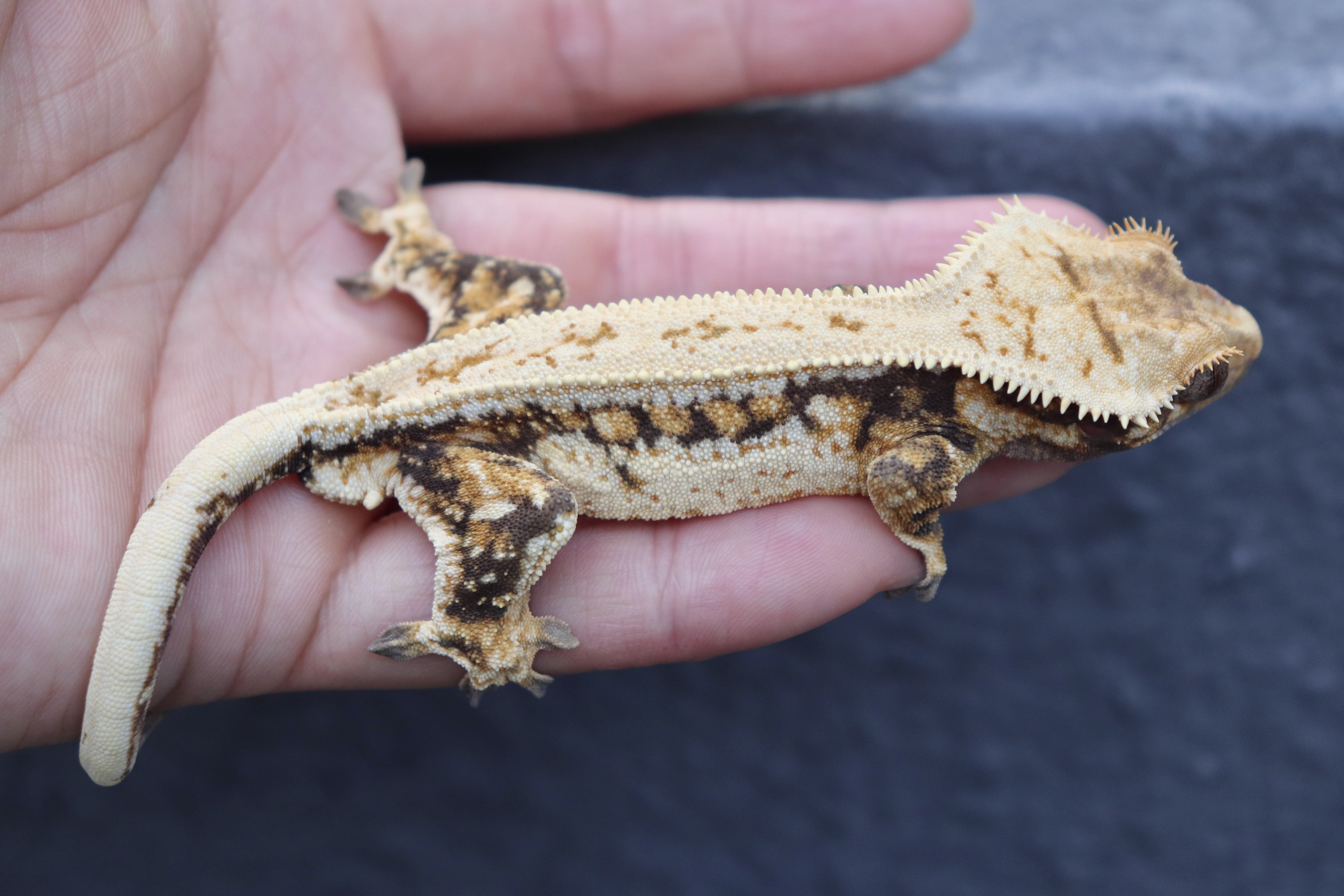 Drippy Full Pinstripe Quad Normal Tangerine Tri