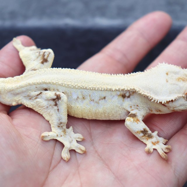 Solid Back Lilly White