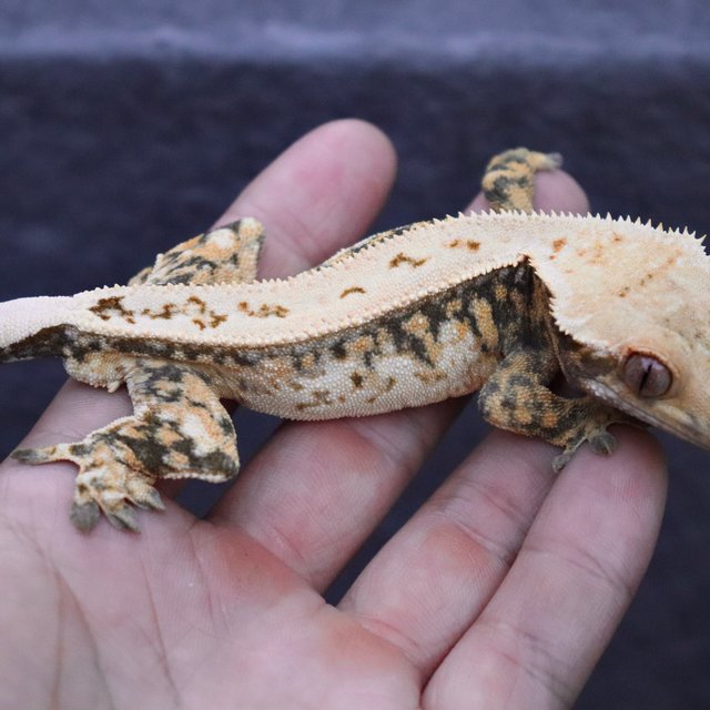 Drippy Tri Full Pinstripe Tangerine Normal