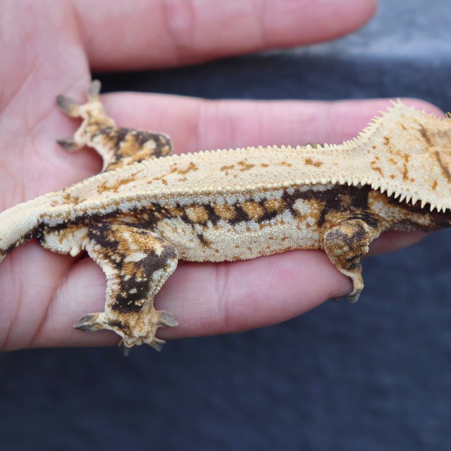 Drippy Full Pinstripe Quad Normal Tangerine Tri