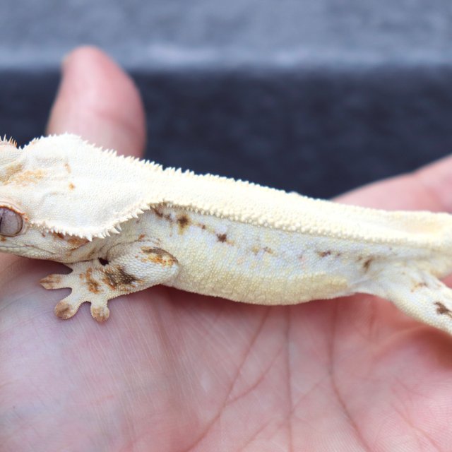 Solid Back Lilly White