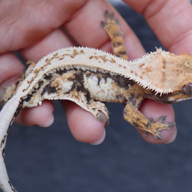 White Pin Tri Drippy Quad Normal