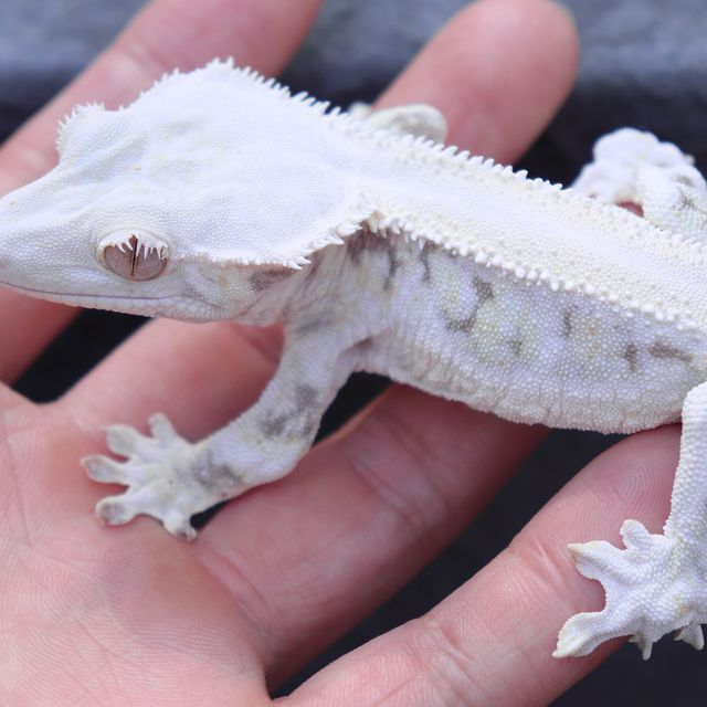 Lazy Panda Lilly White