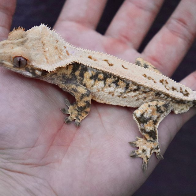 Drippy Tri Full Pinstripe Tangerine Normal