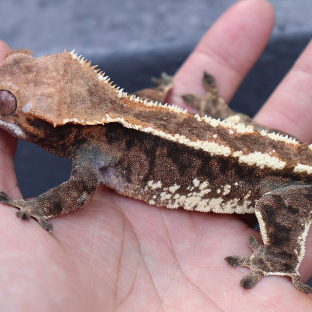 White Pin Tri Cappuccino Extreme Harlequin