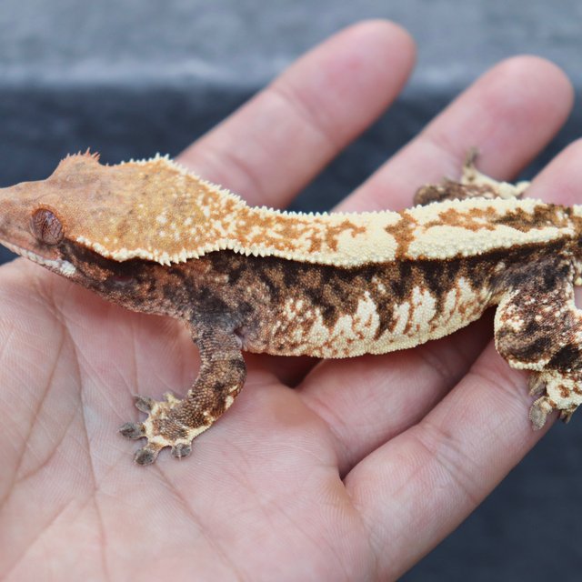 White Pin Extreme Harlequin Cappuccino Tri