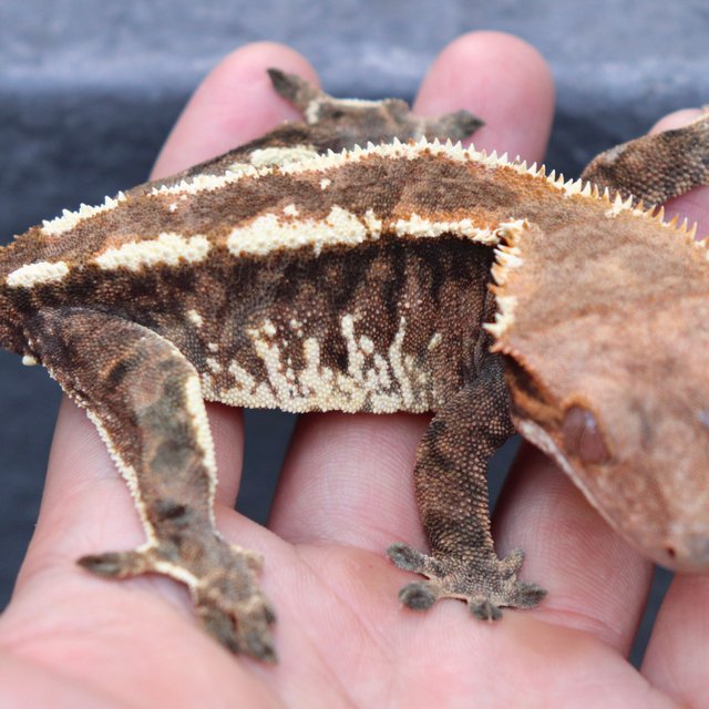 White Pin Tri Cappuccino Extreme Harlequin