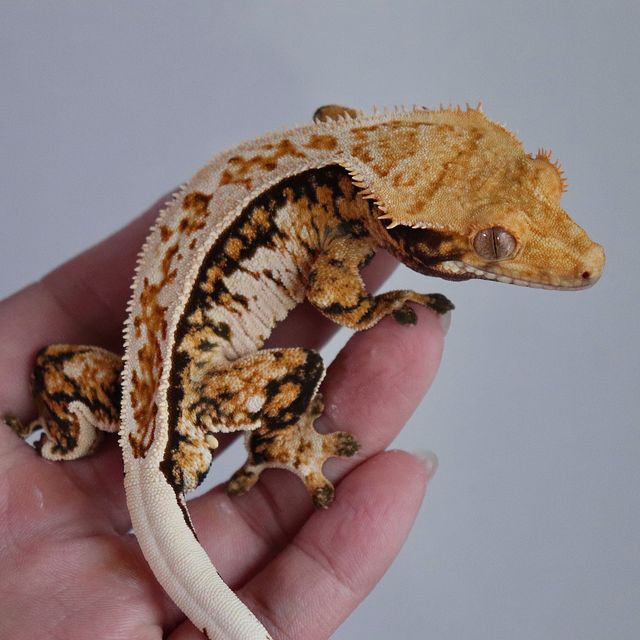 Lazy Tangerine Full Pinstripe Tri