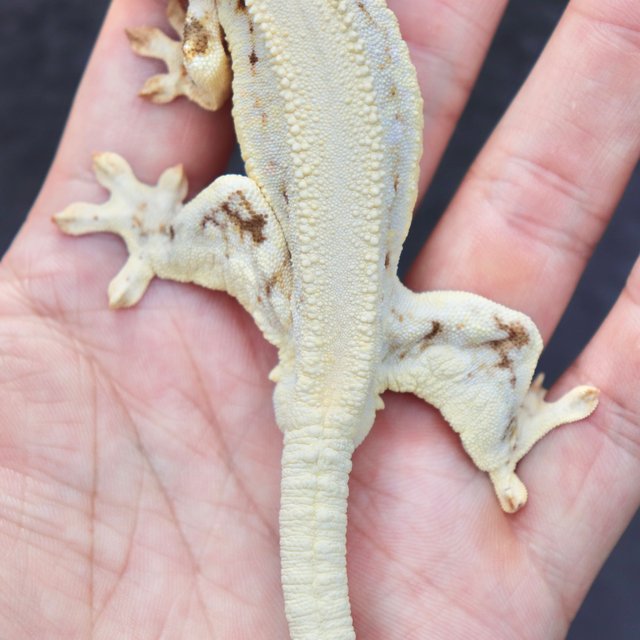 Solid Back Lilly White