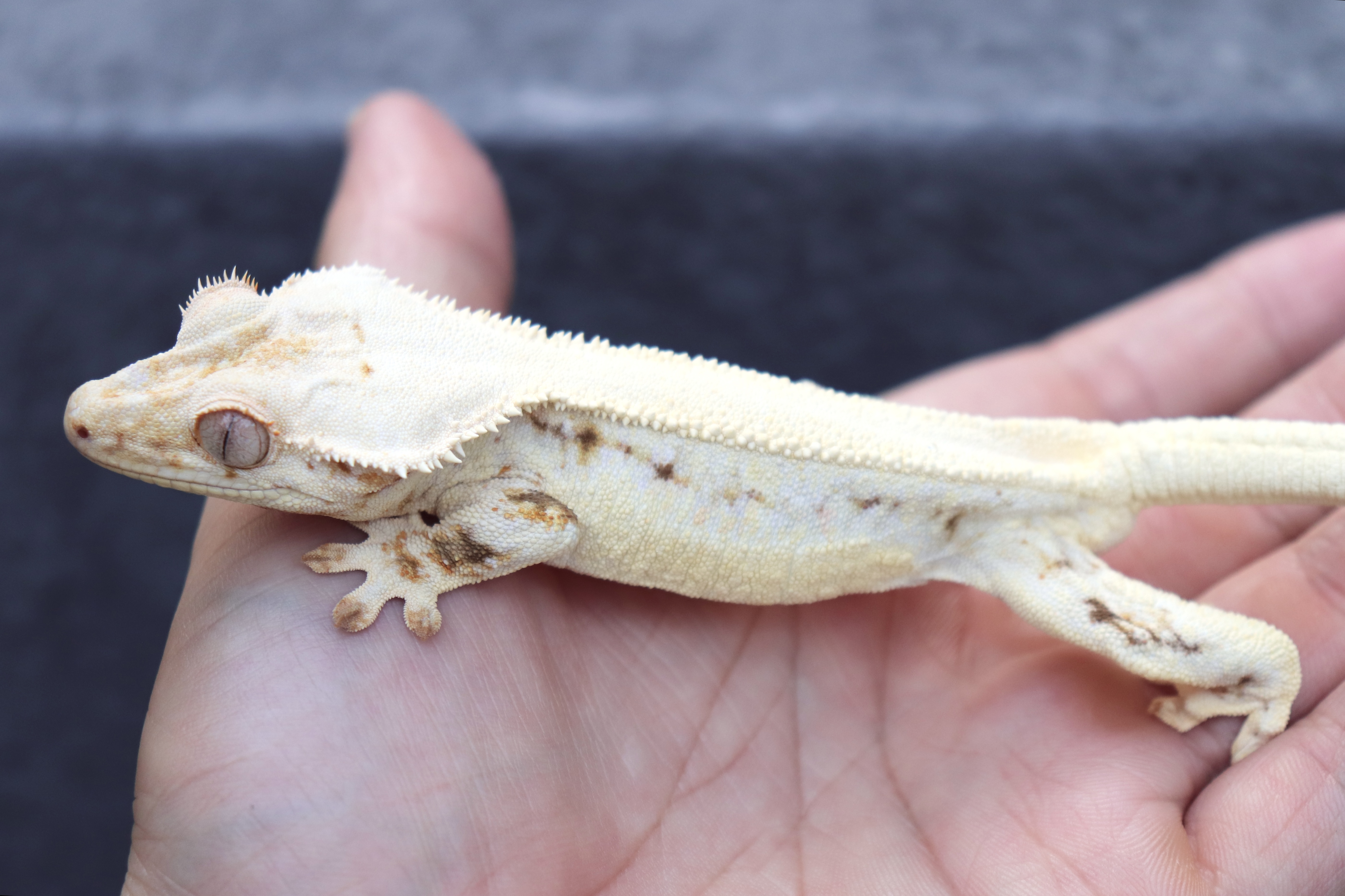 Solid Back Lilly White