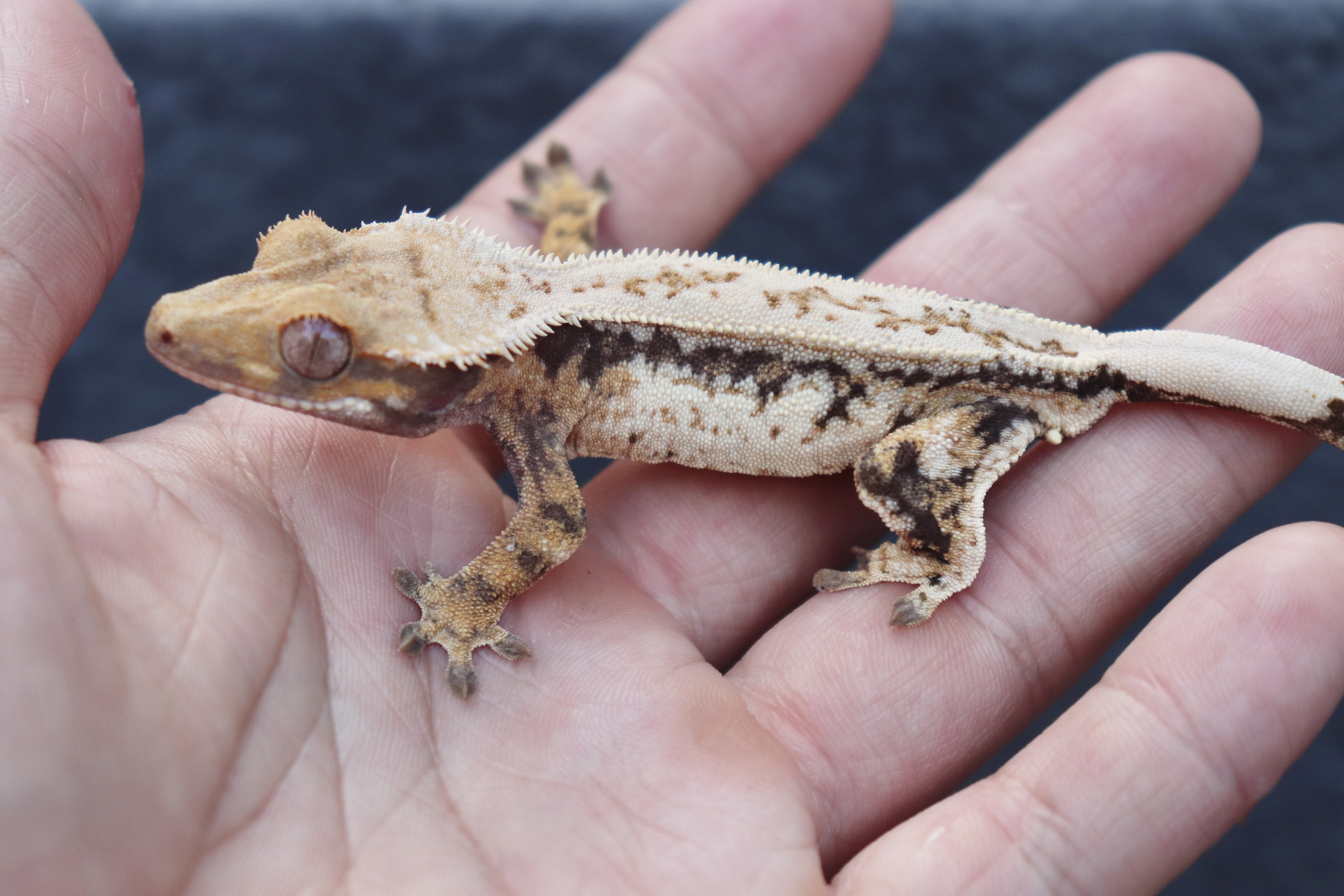 White Pin Tri Drippy Quad Normal