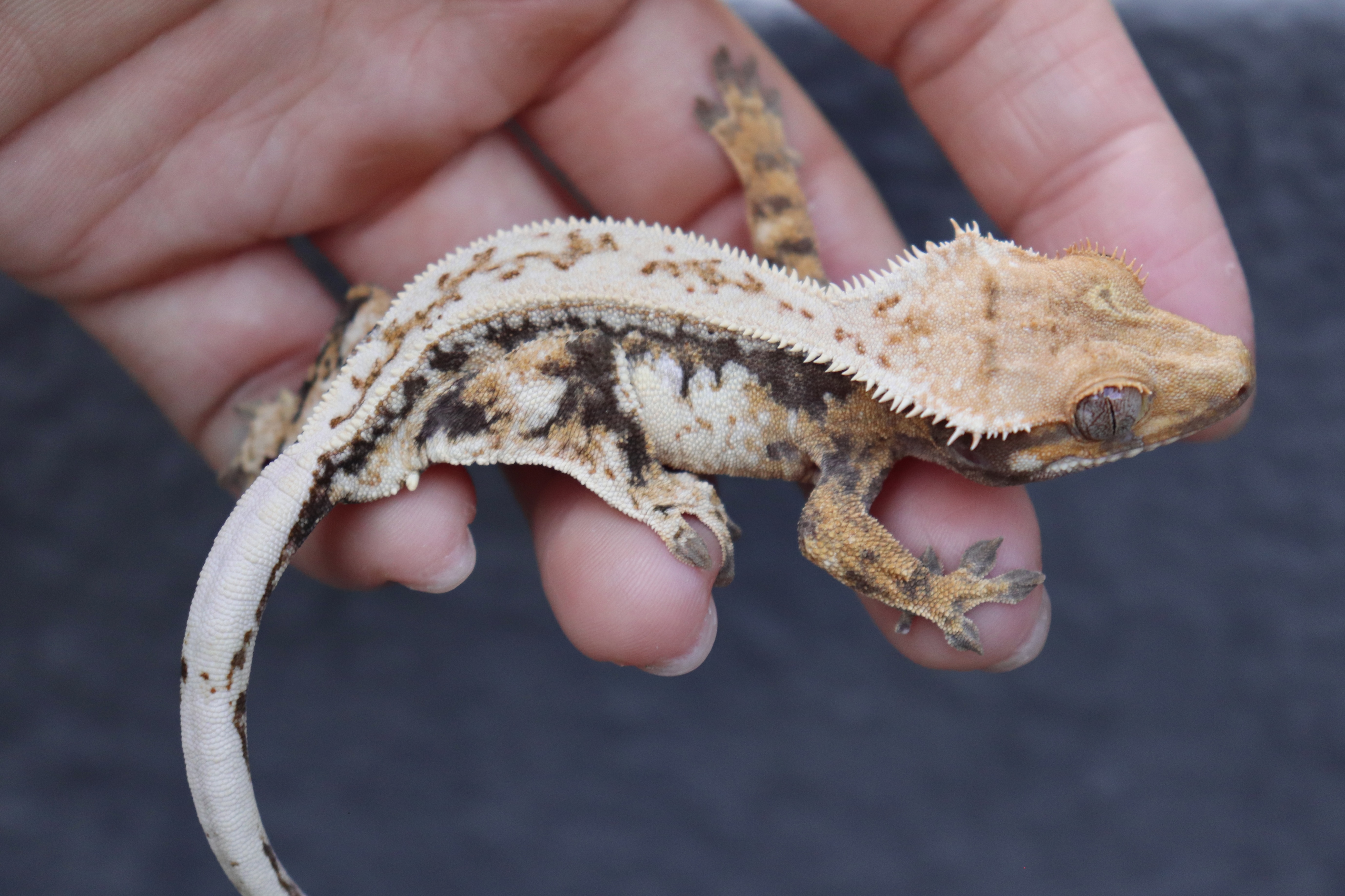 White Pin Tri Drippy Quad Normal