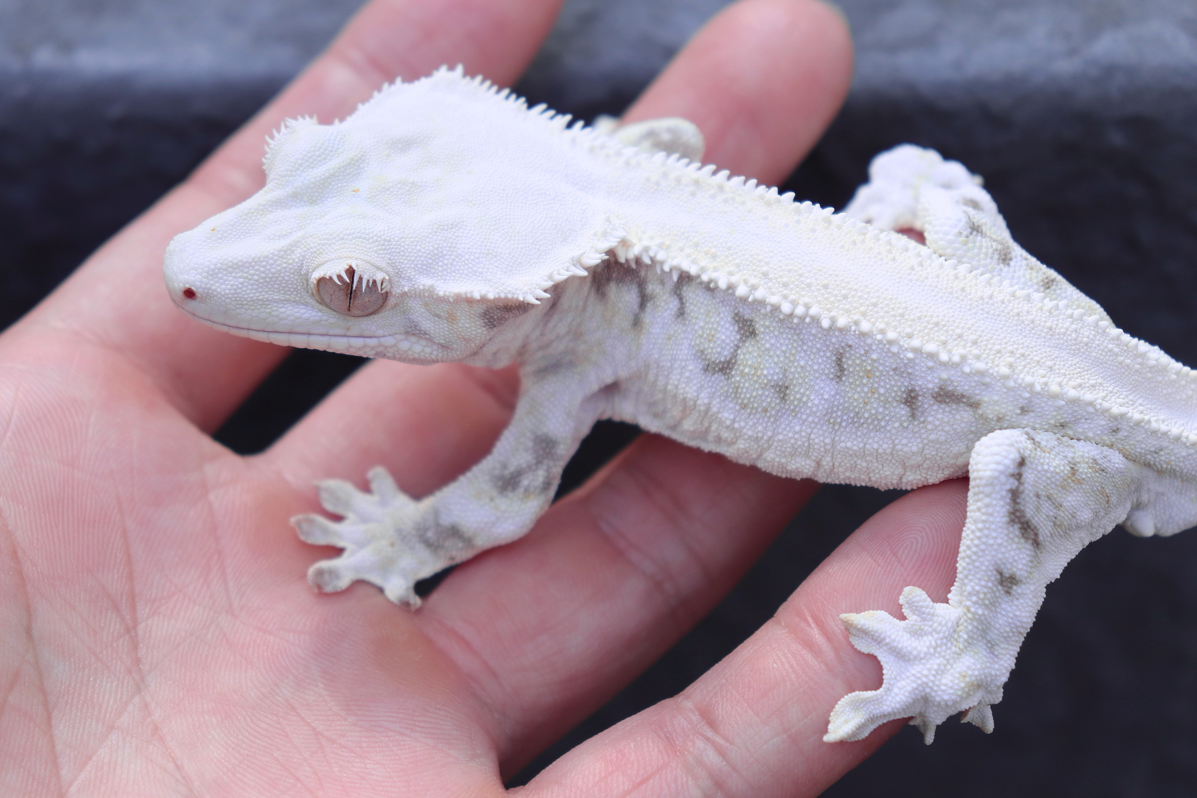 Lazy Panda Lilly White