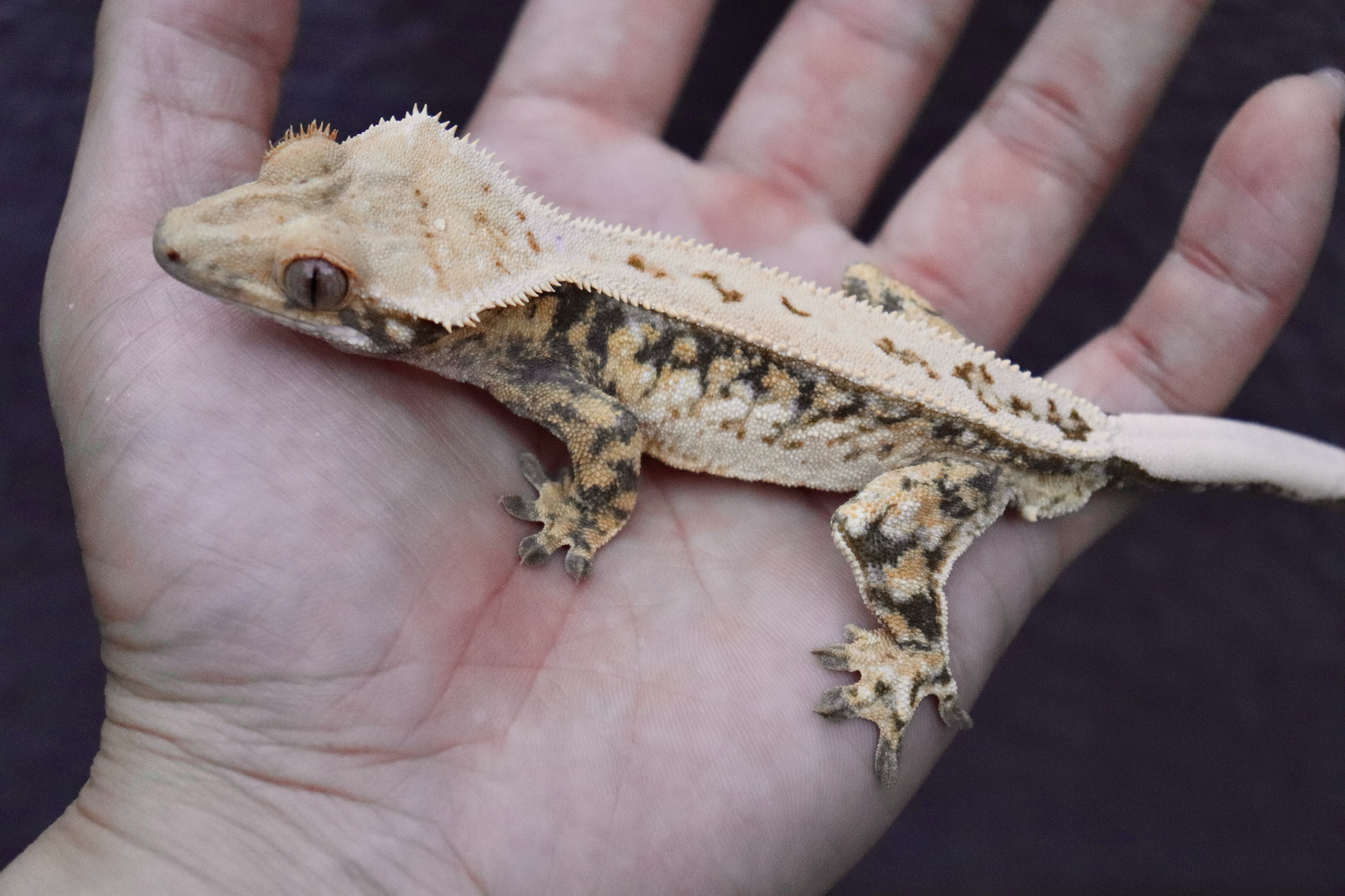 Drippy Tri Full Pinstripe Tangerine Normal