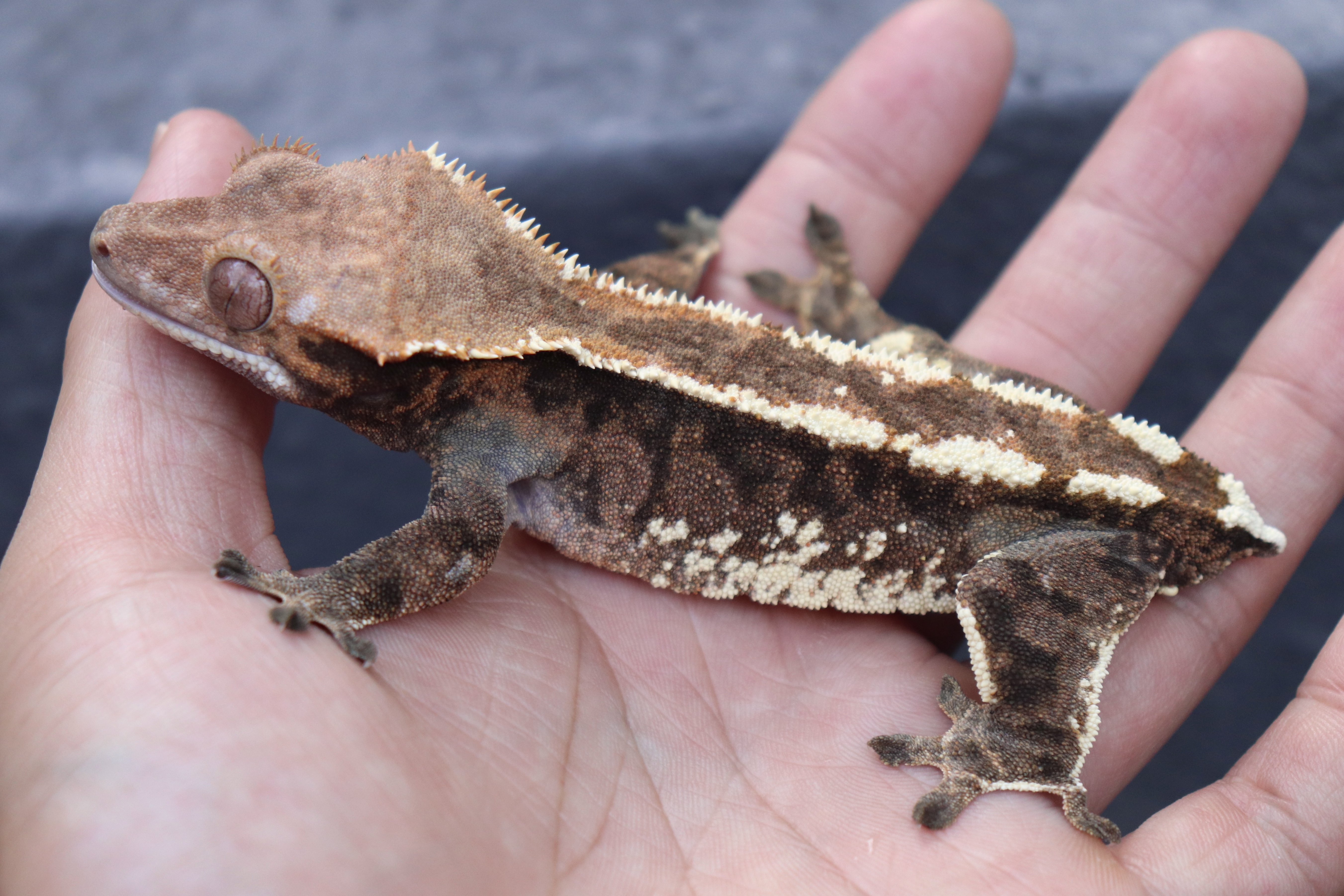 White Pin Tri Cappuccino Extreme Harlequin