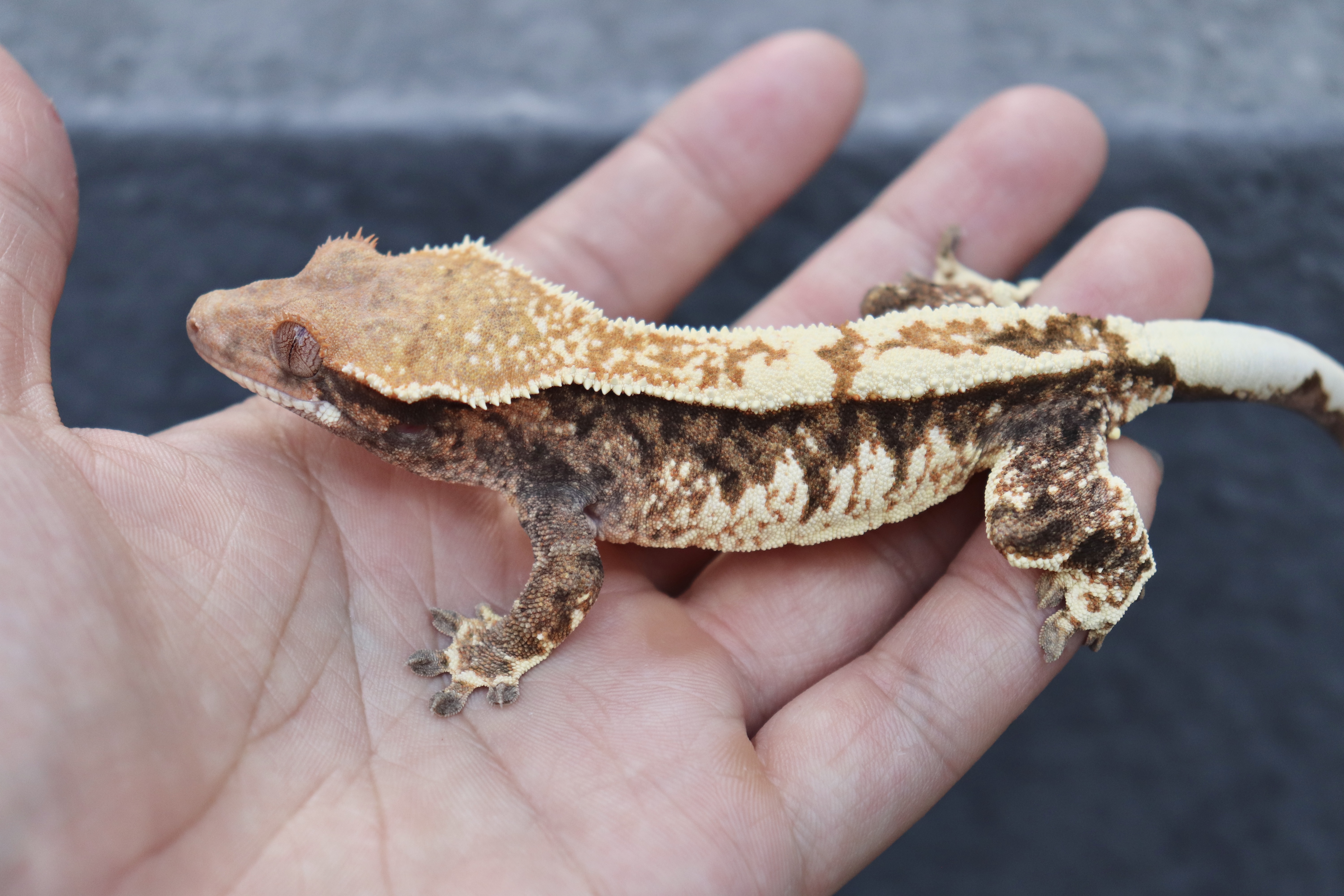 White Pin Extreme Harlequin Cappuccino Tri