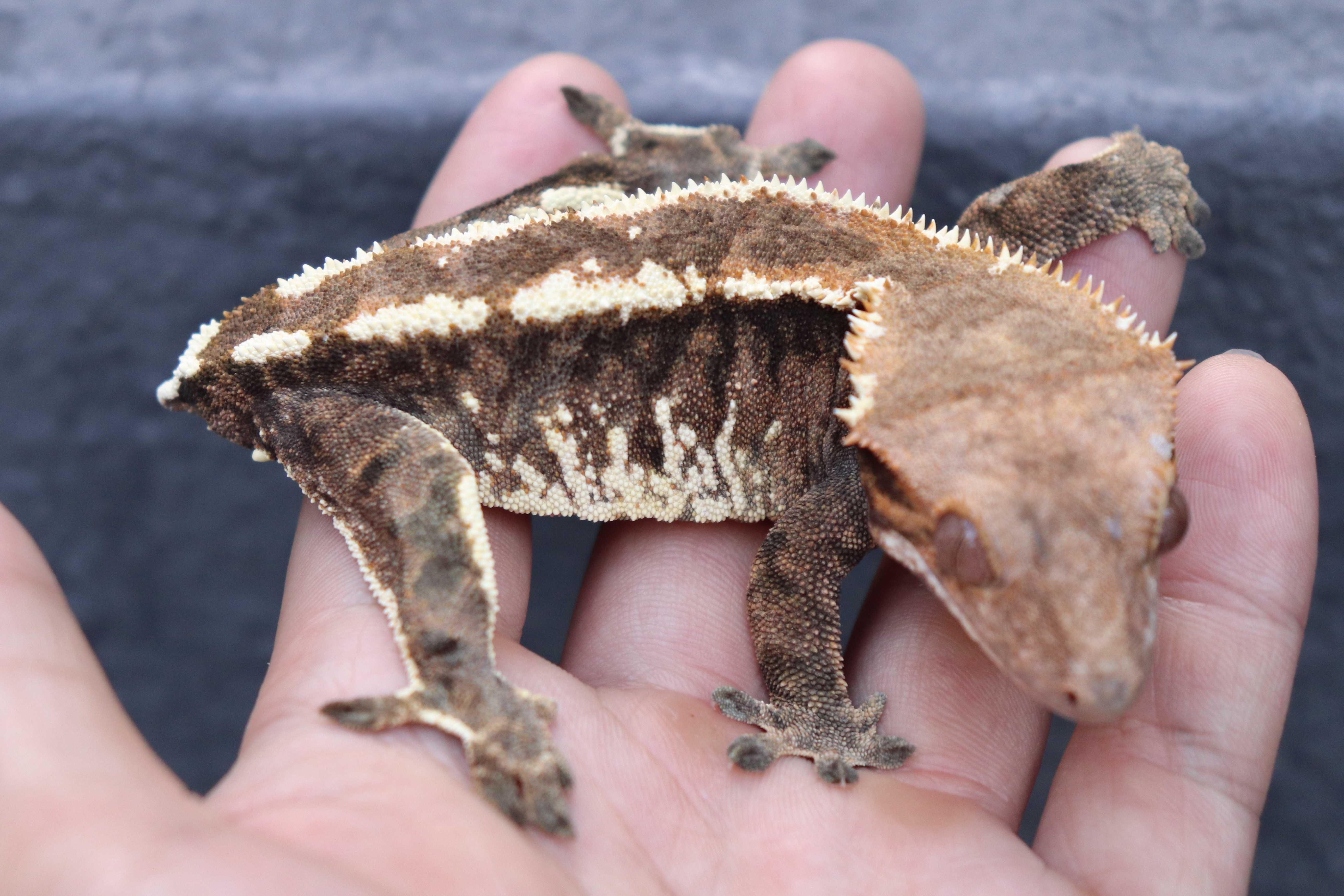 White Pin Tri Cappuccino Extreme Harlequin