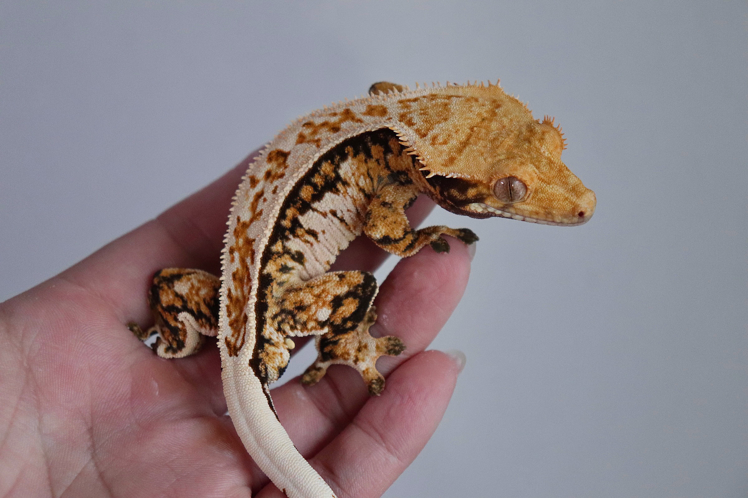 Lazy Tangerine Full Pinstripe Tri