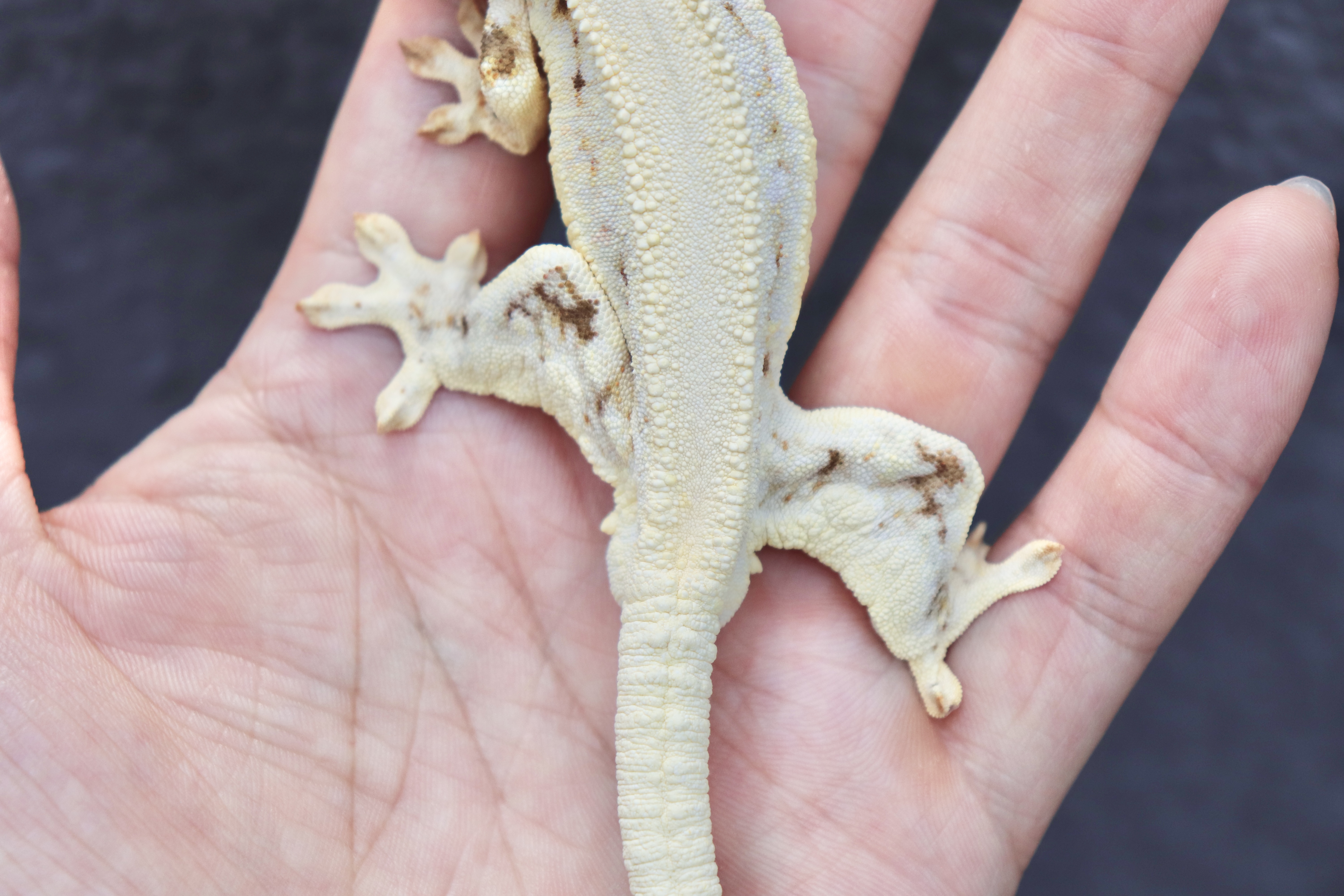 Solid Back Lilly White