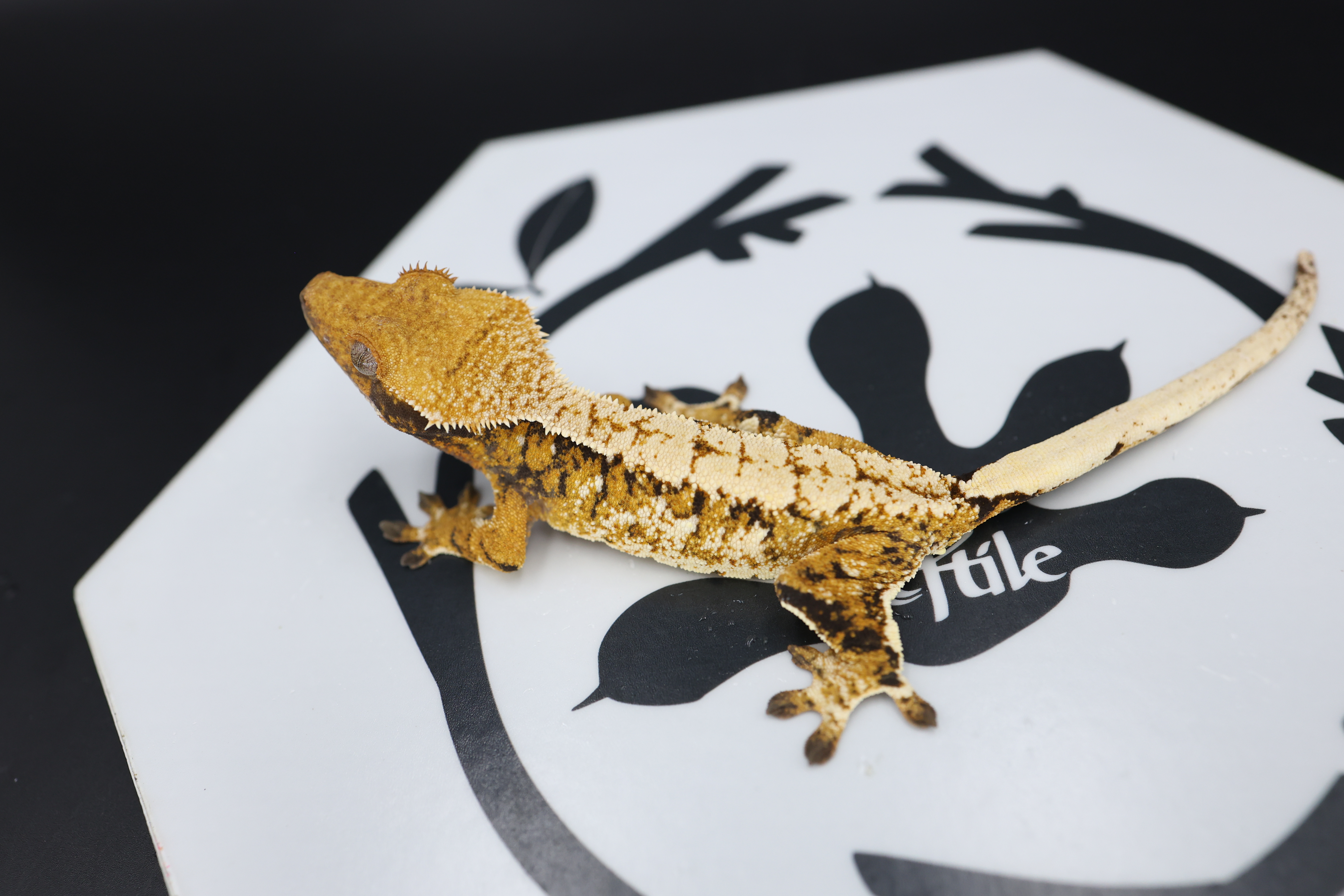 Normal Tri Extreme Harlequin White Pin White Spot Tangerine