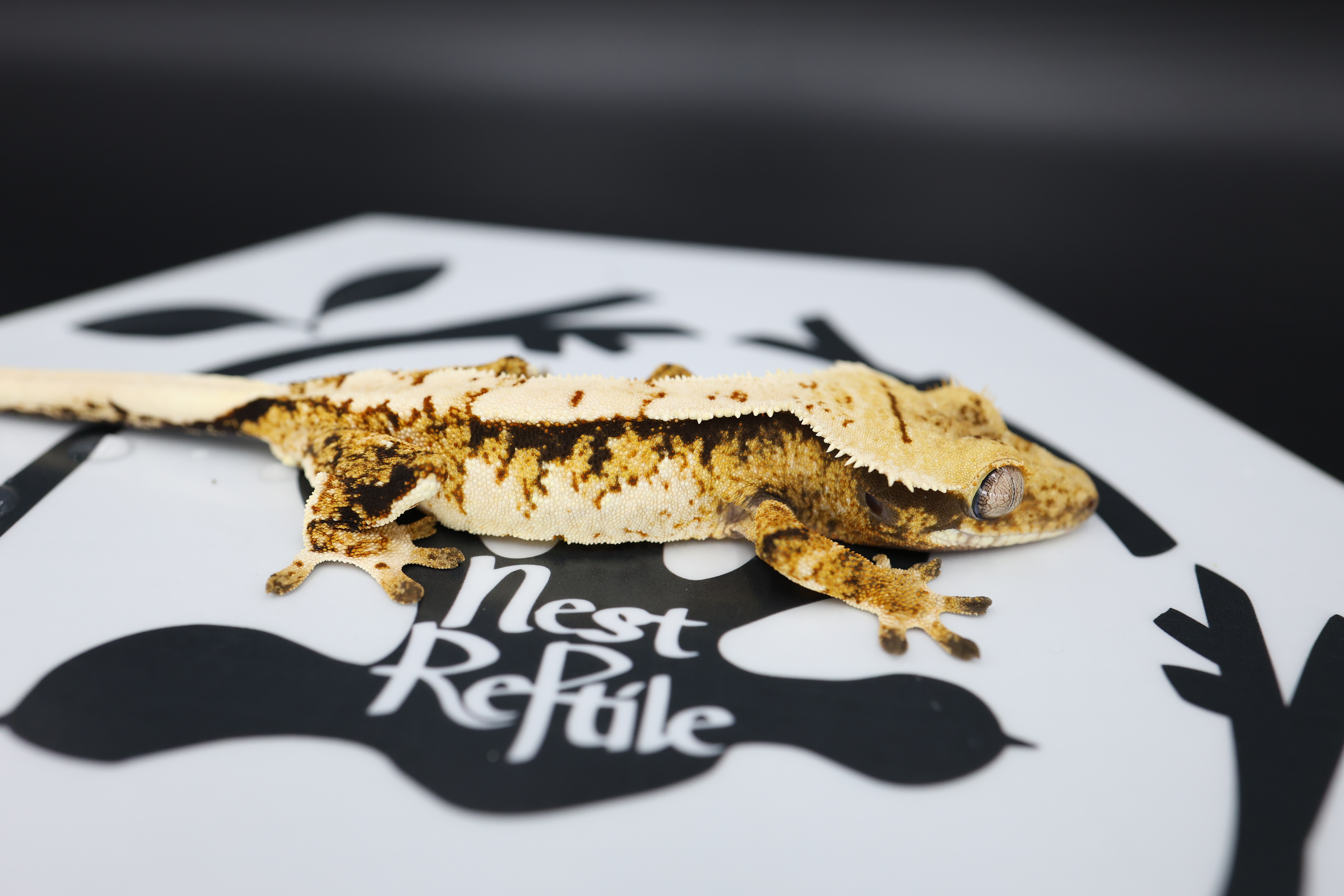 Normal Tri Extreme Harlequin Solid Back White Pin White Spot