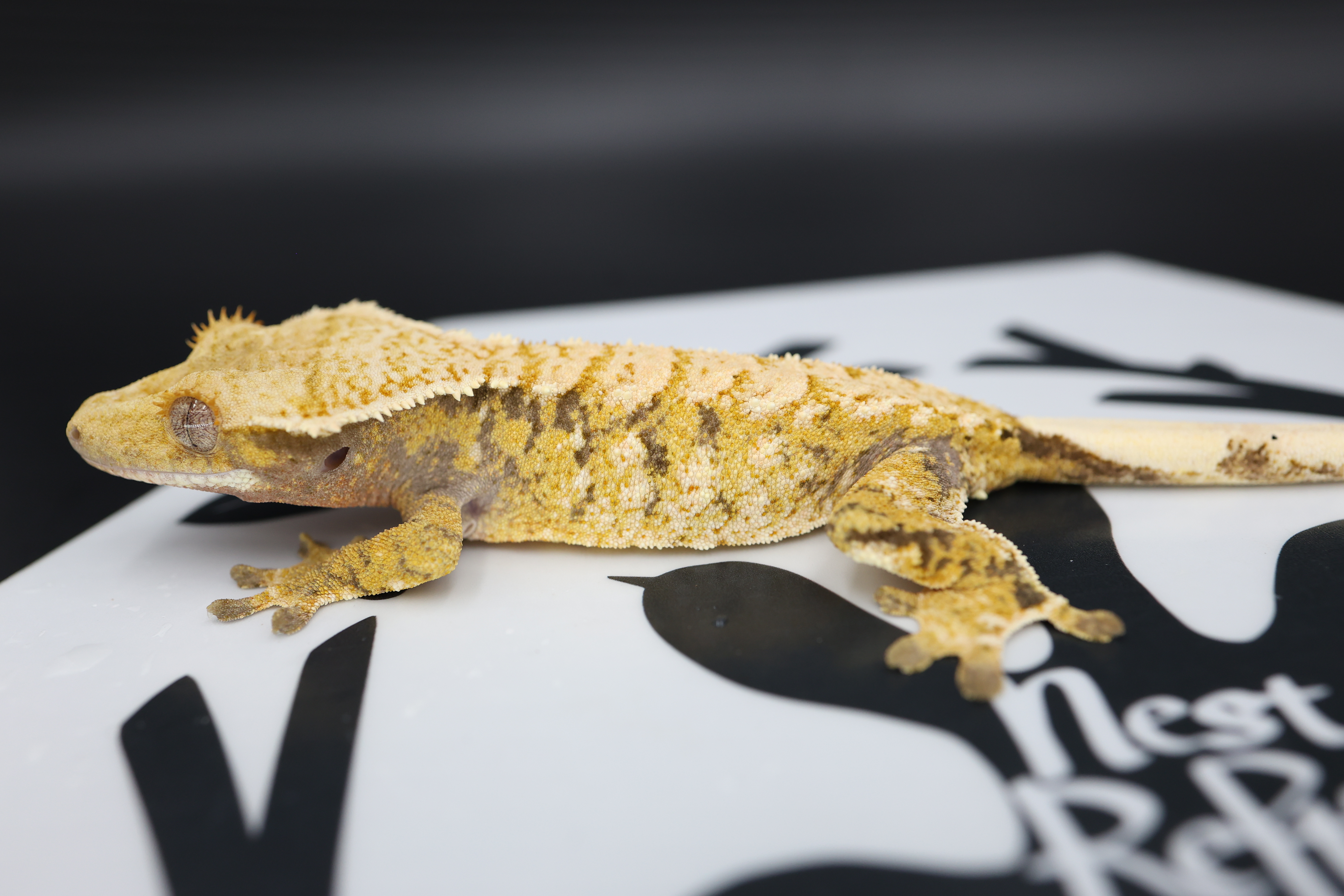 White Spot Extreme Harlequin Tri White Pin Normal