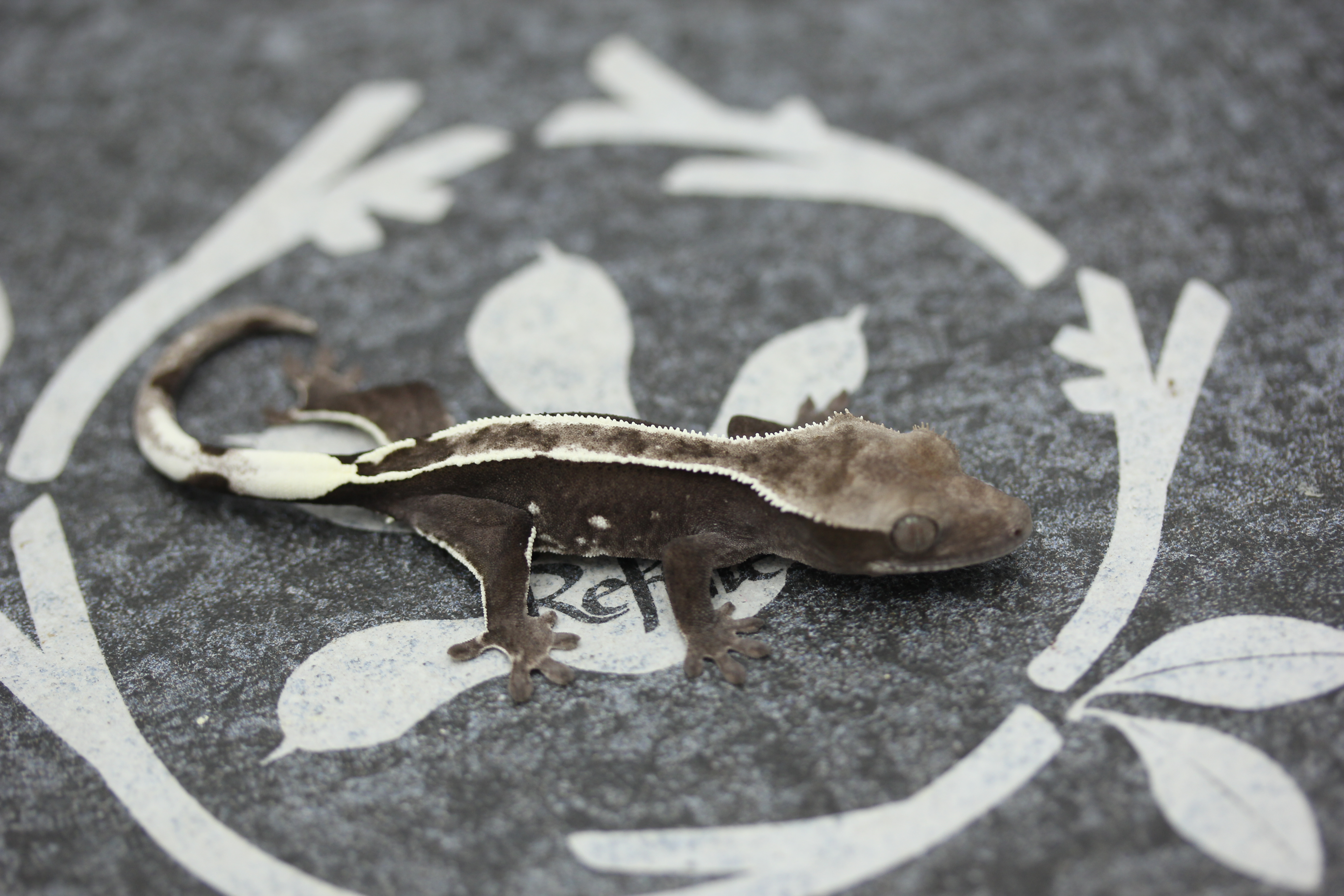 Altitude White Pin Axanthic