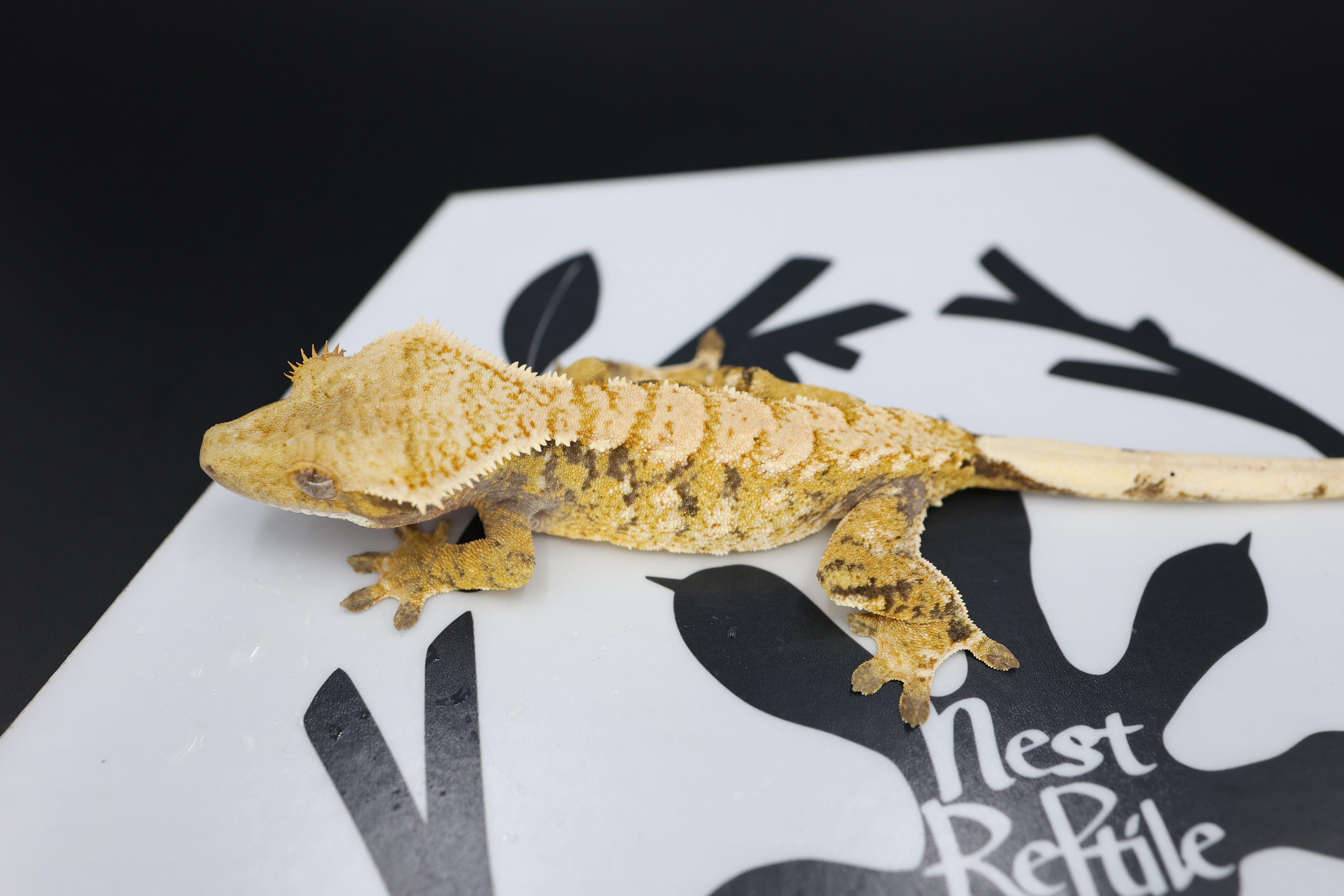 White Spot Extreme Harlequin Tri White Pin Normal