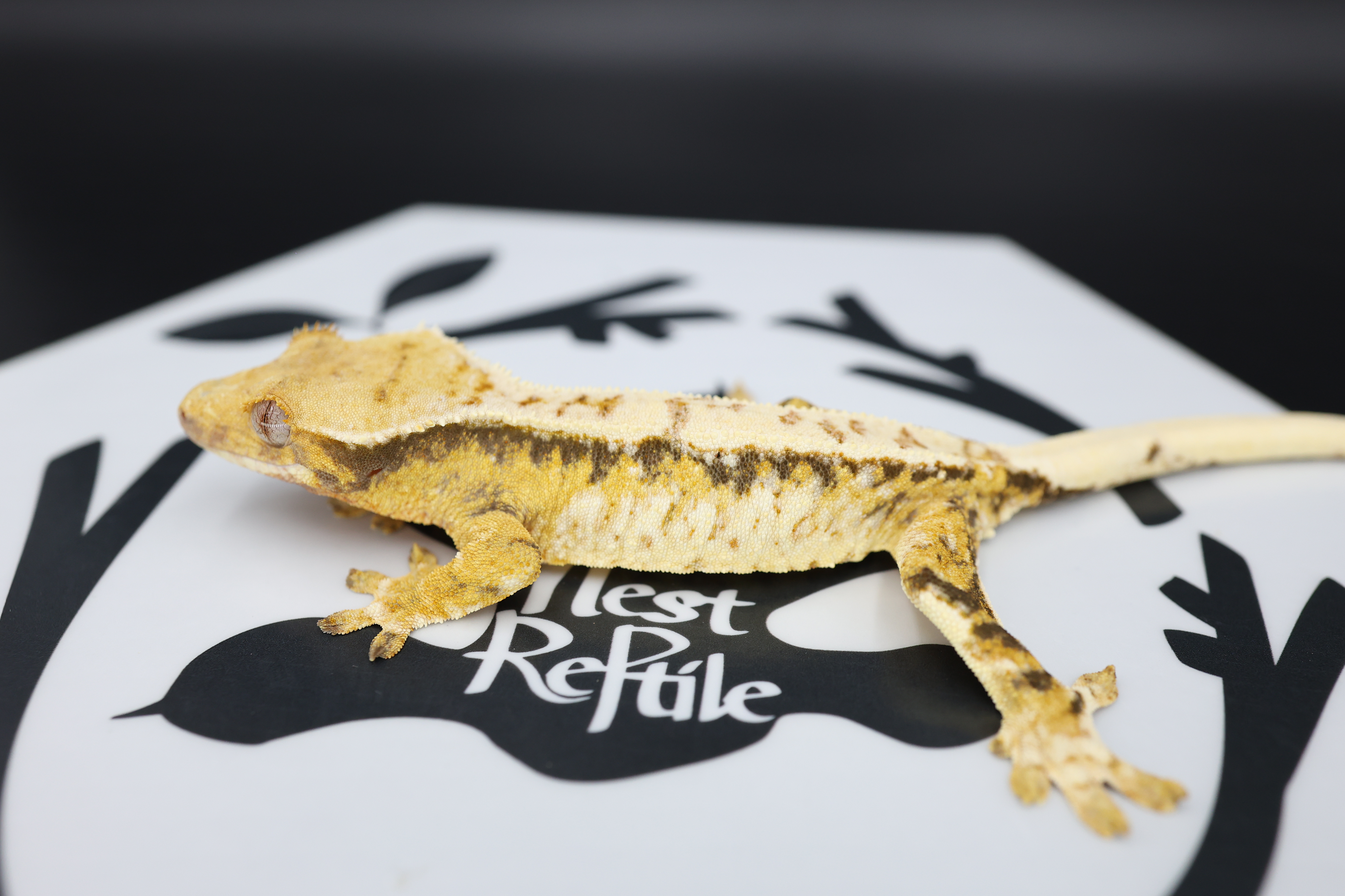 Normal Tri Extreme Harlequin White Spot White Pin Drippy