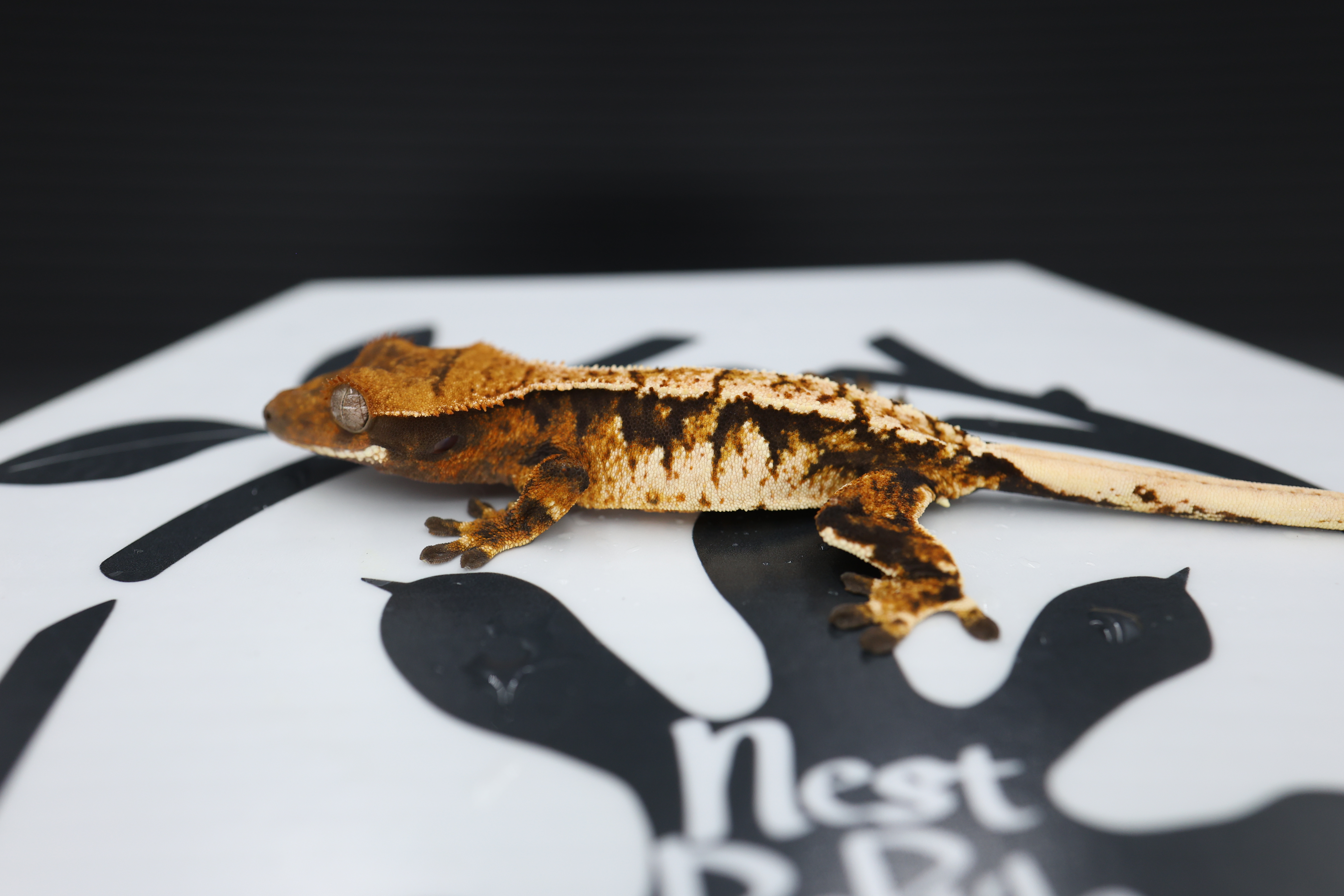 Normal Tri Tangerine White Spot Extreme Harlequin