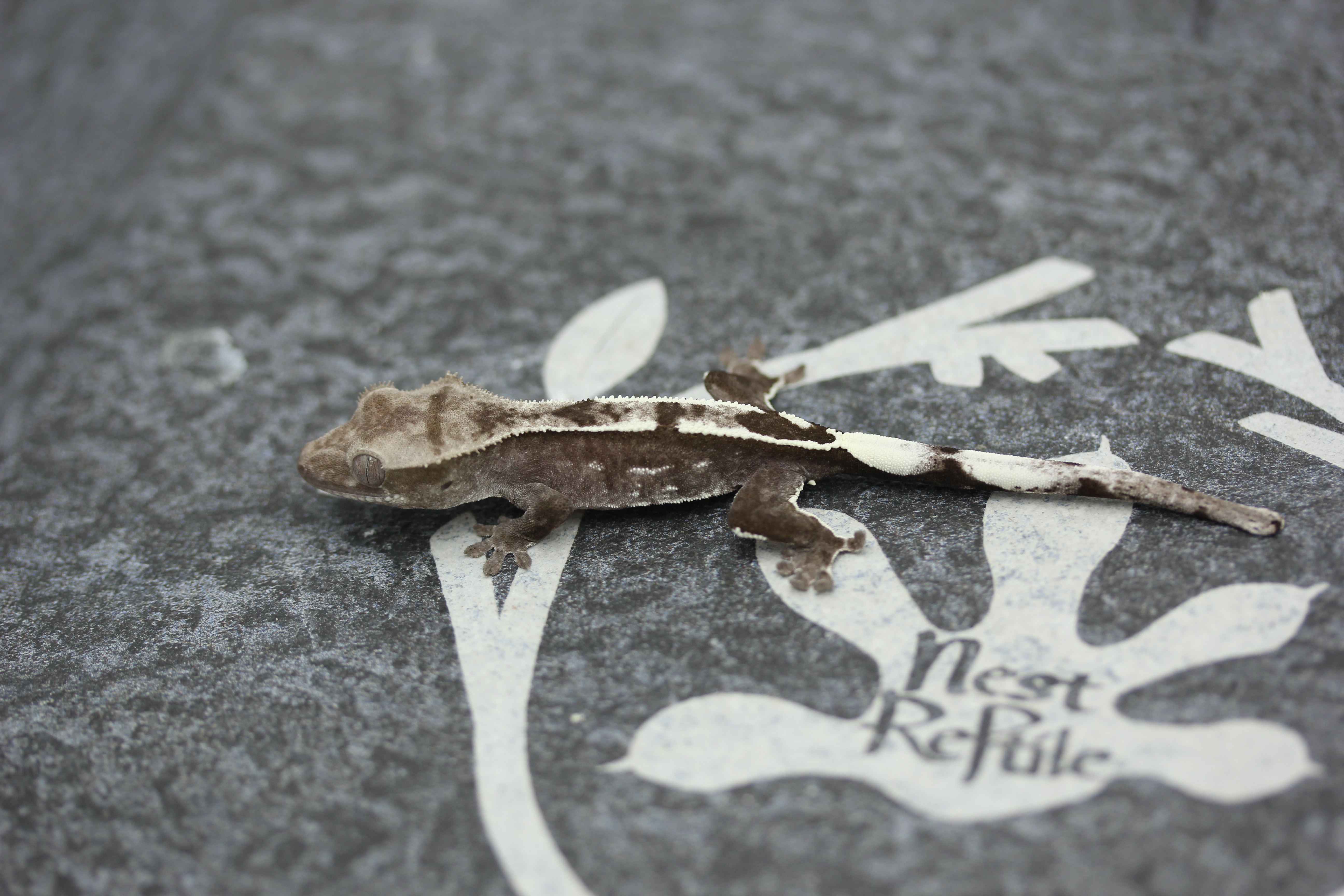 Axanthic White Pin Altitude