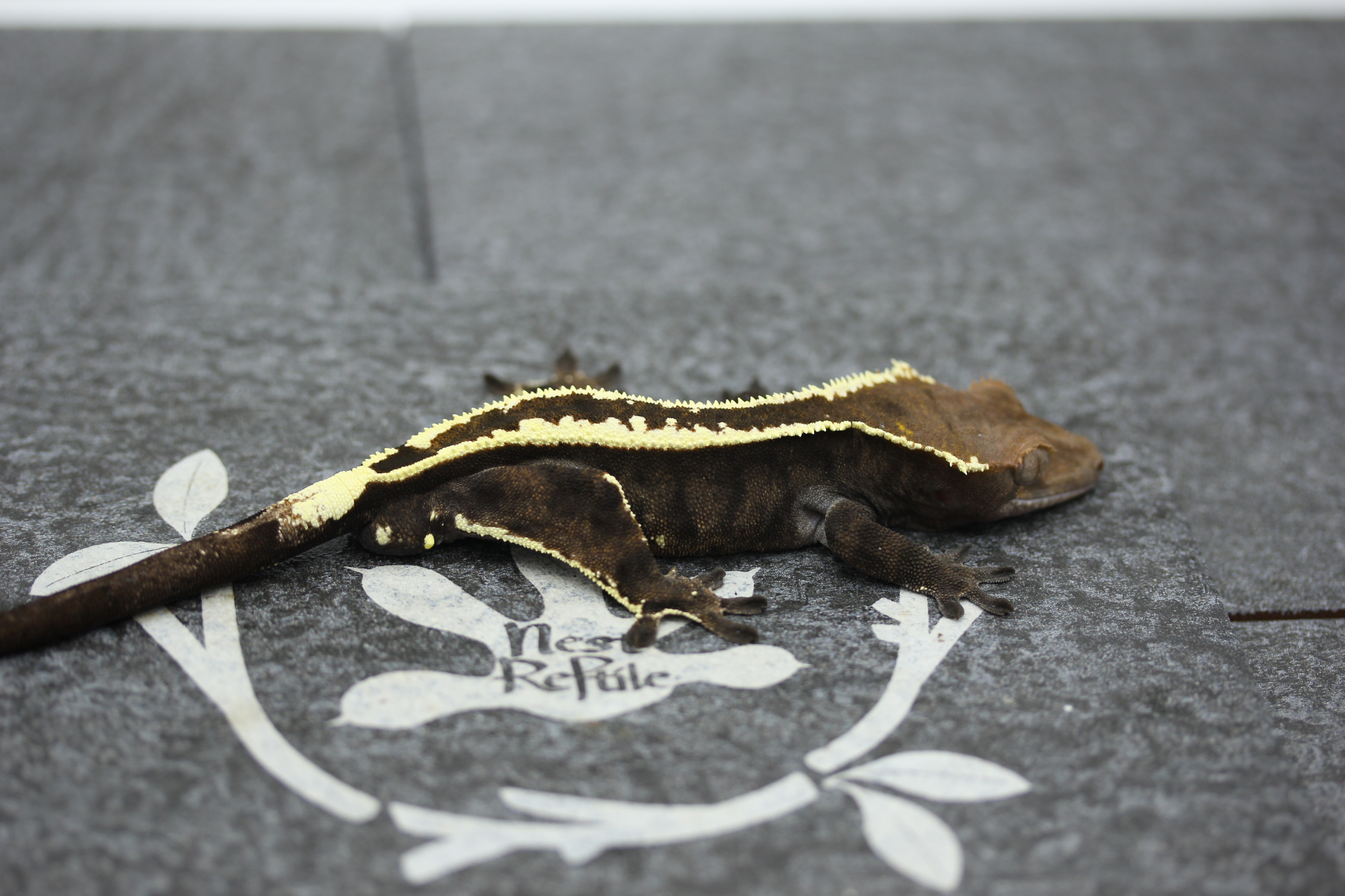 Empty Back White Pin Cappuccino