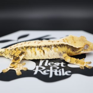 Normal Tri Extreme Harlequin White Spot White Pin Drippy