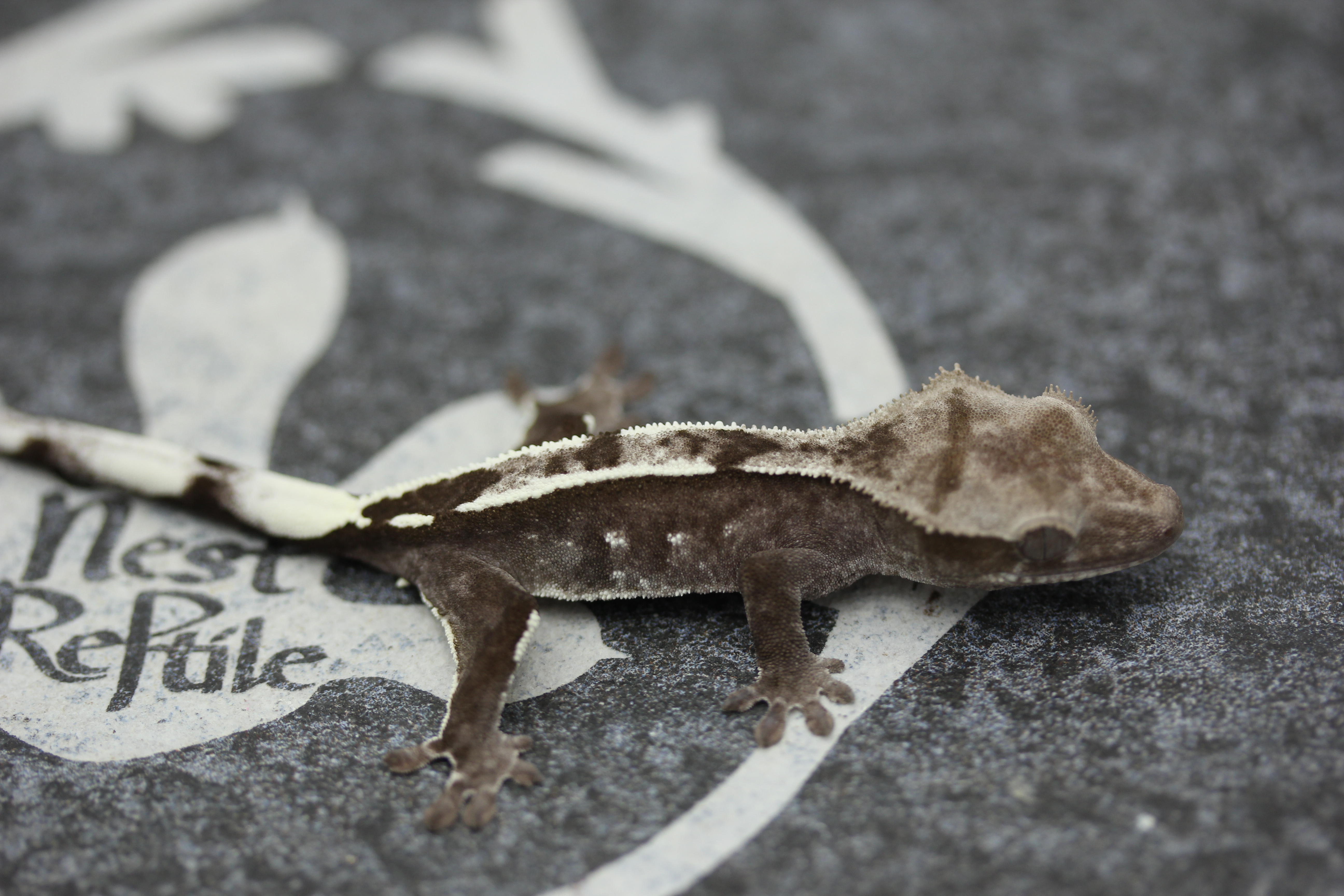 Axanthic White Pin Altitude