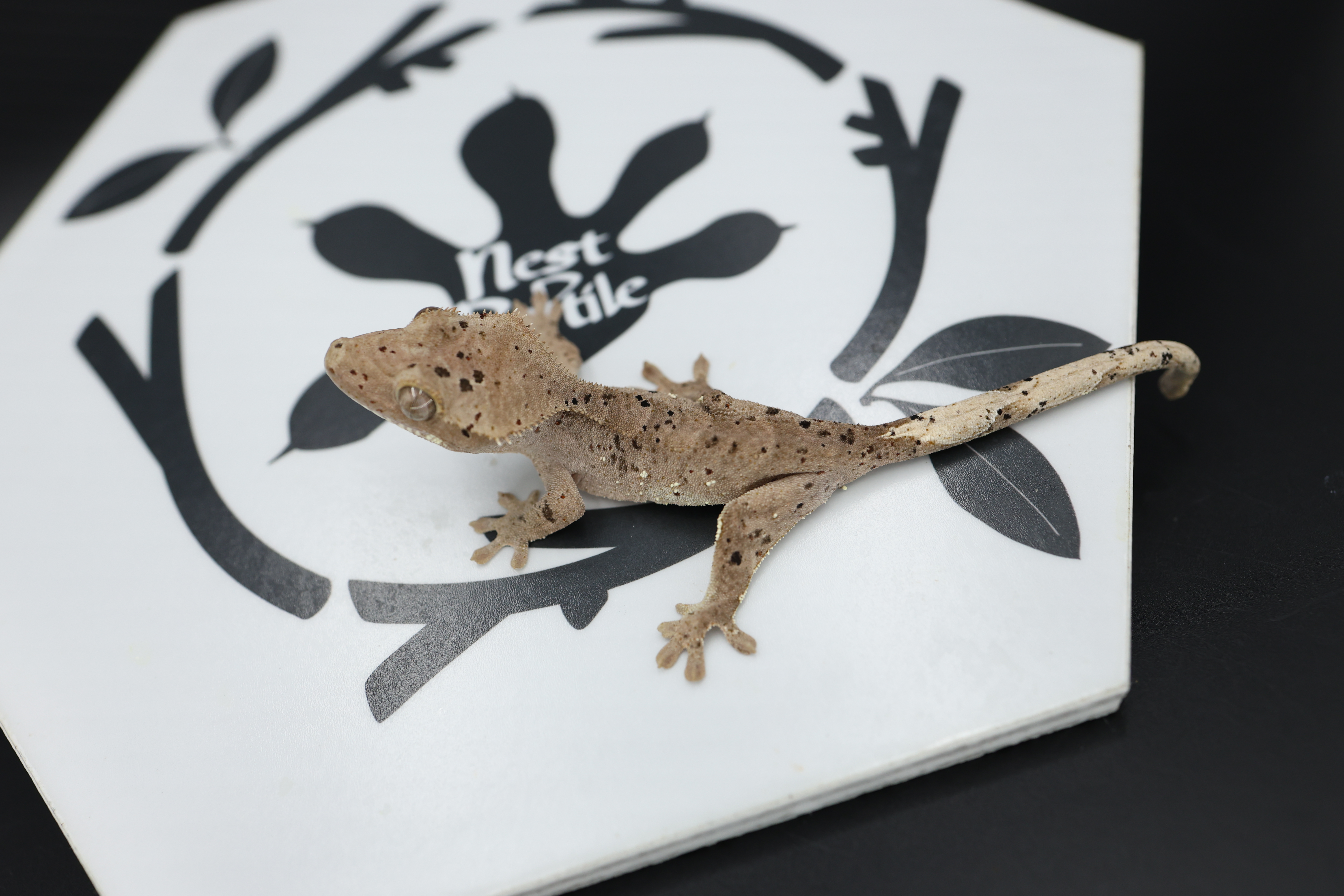 Normal Super Dalmatian