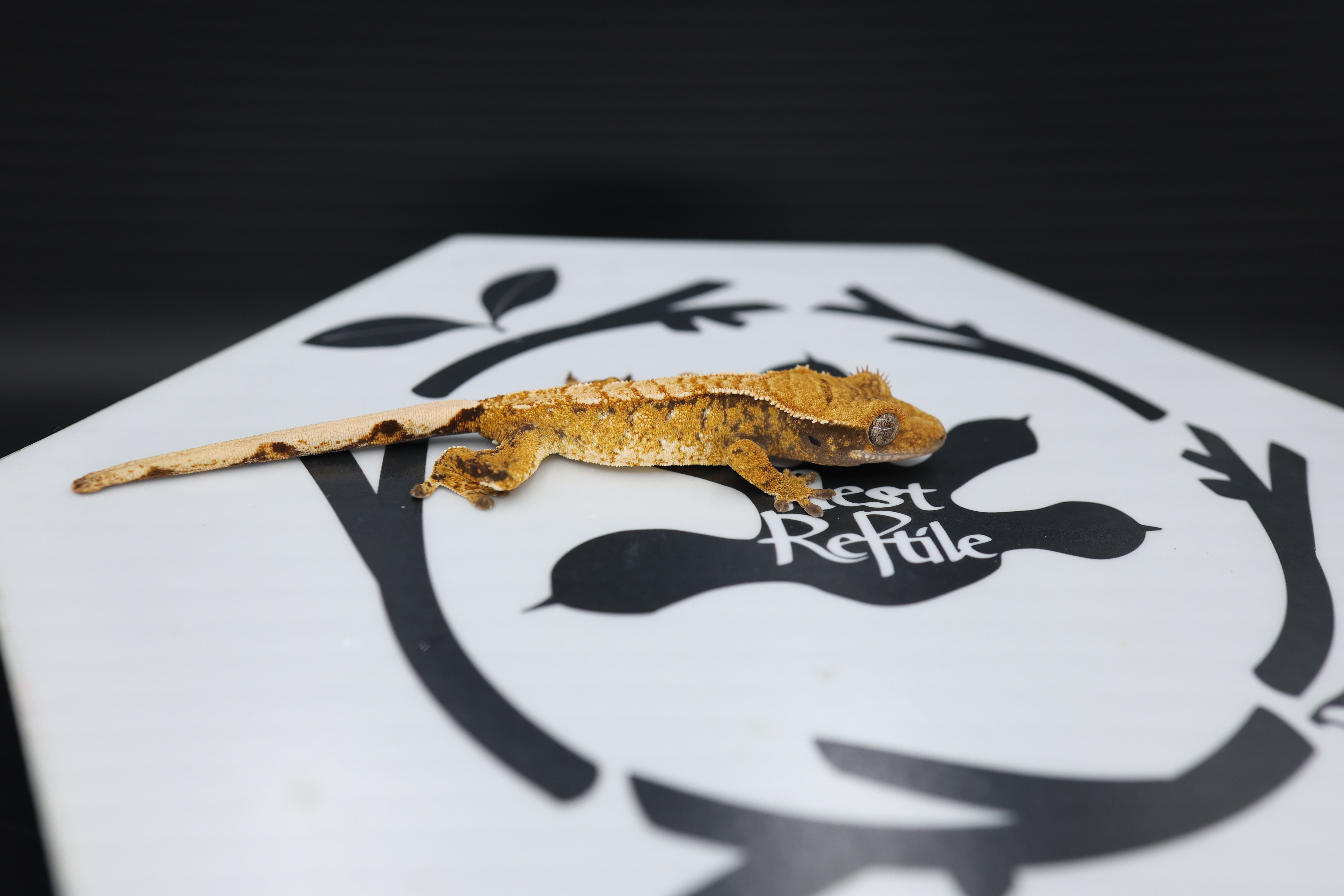 Normal Tri White Spot Extreme Harlequin Tangerine