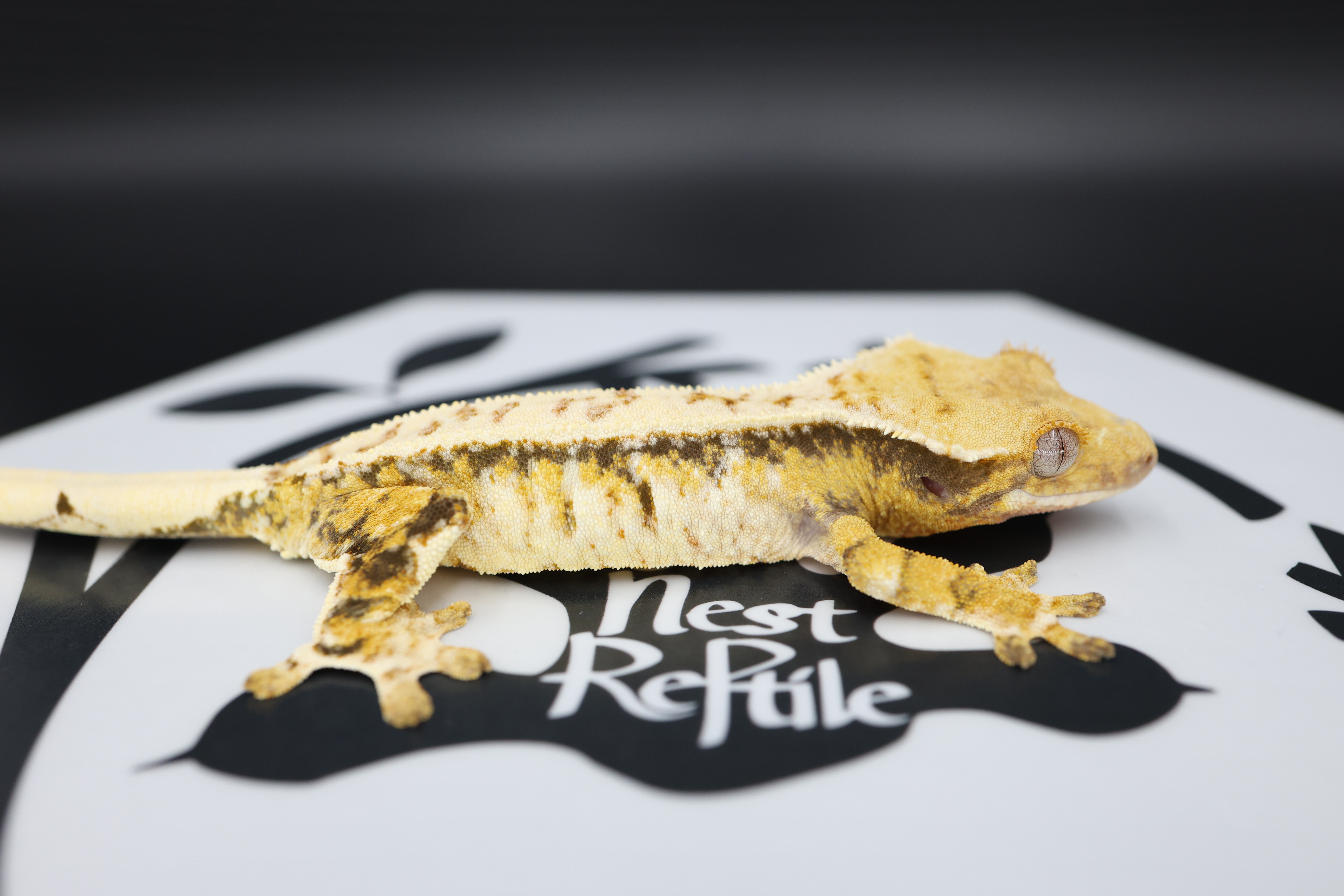 Normal Tri Extreme Harlequin White Spot White Pin Drippy