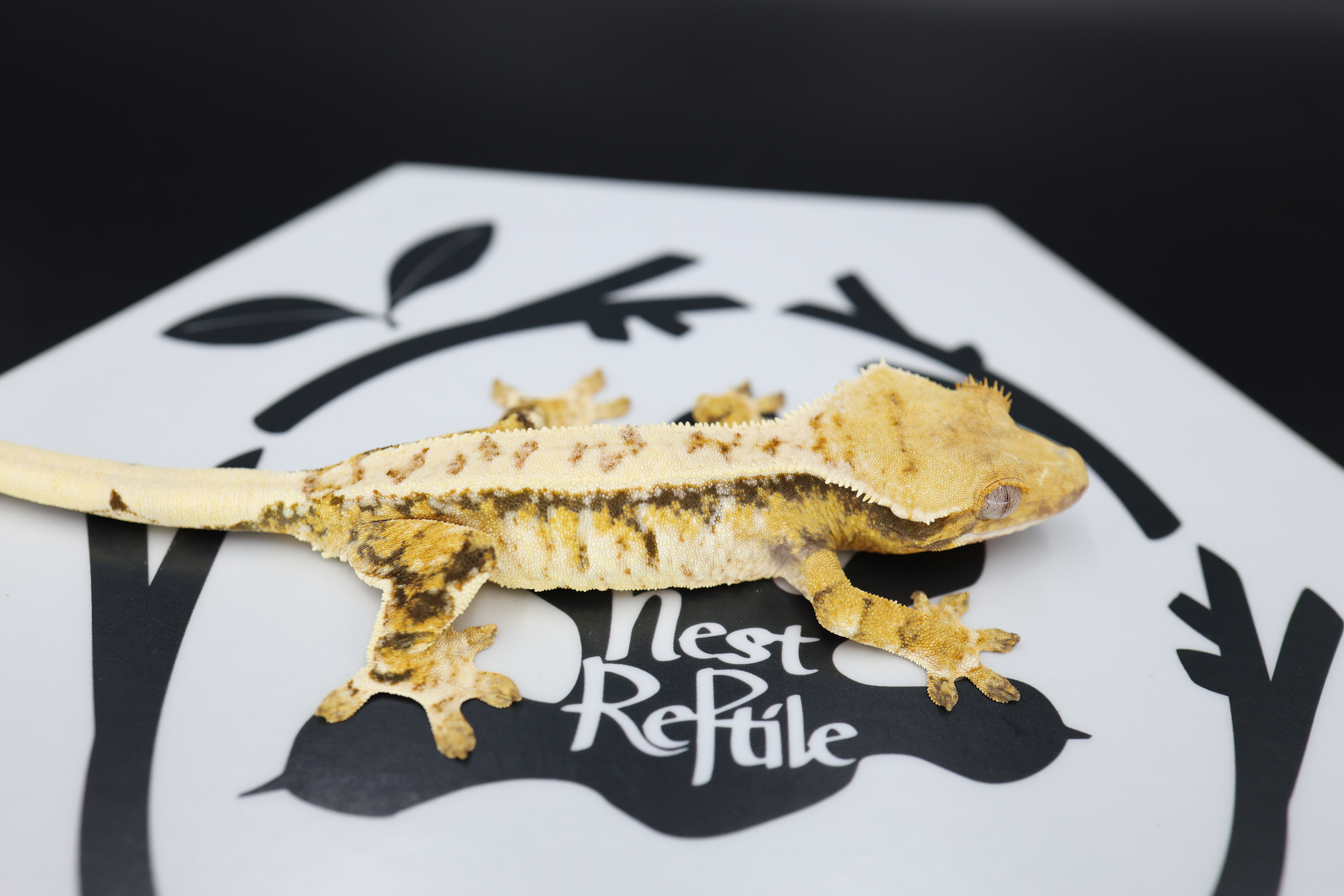 Normal Tri Extreme Harlequin White Spot White Pin Drippy