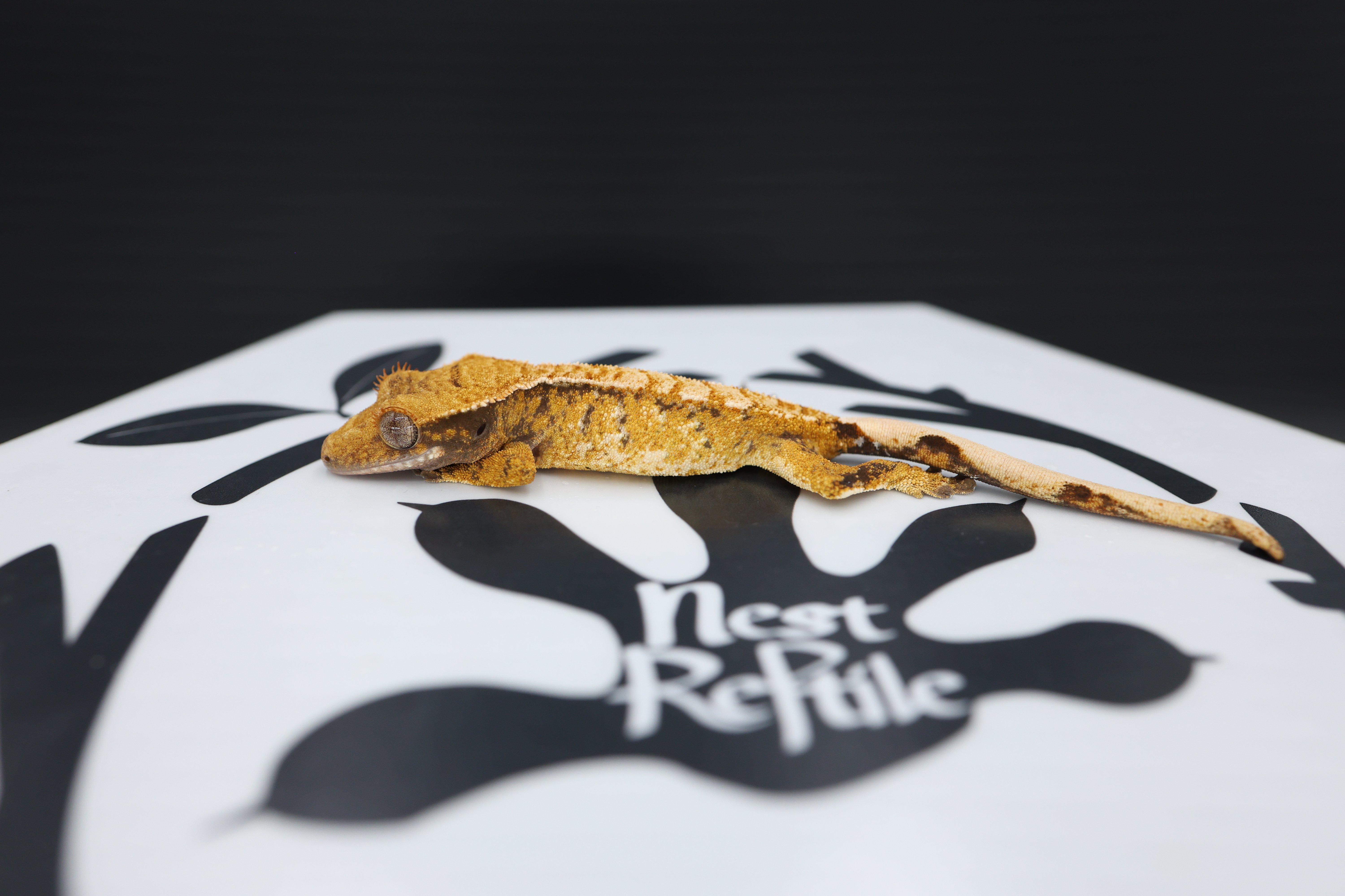 Normal Tri White Spot Extreme Harlequin Tangerine