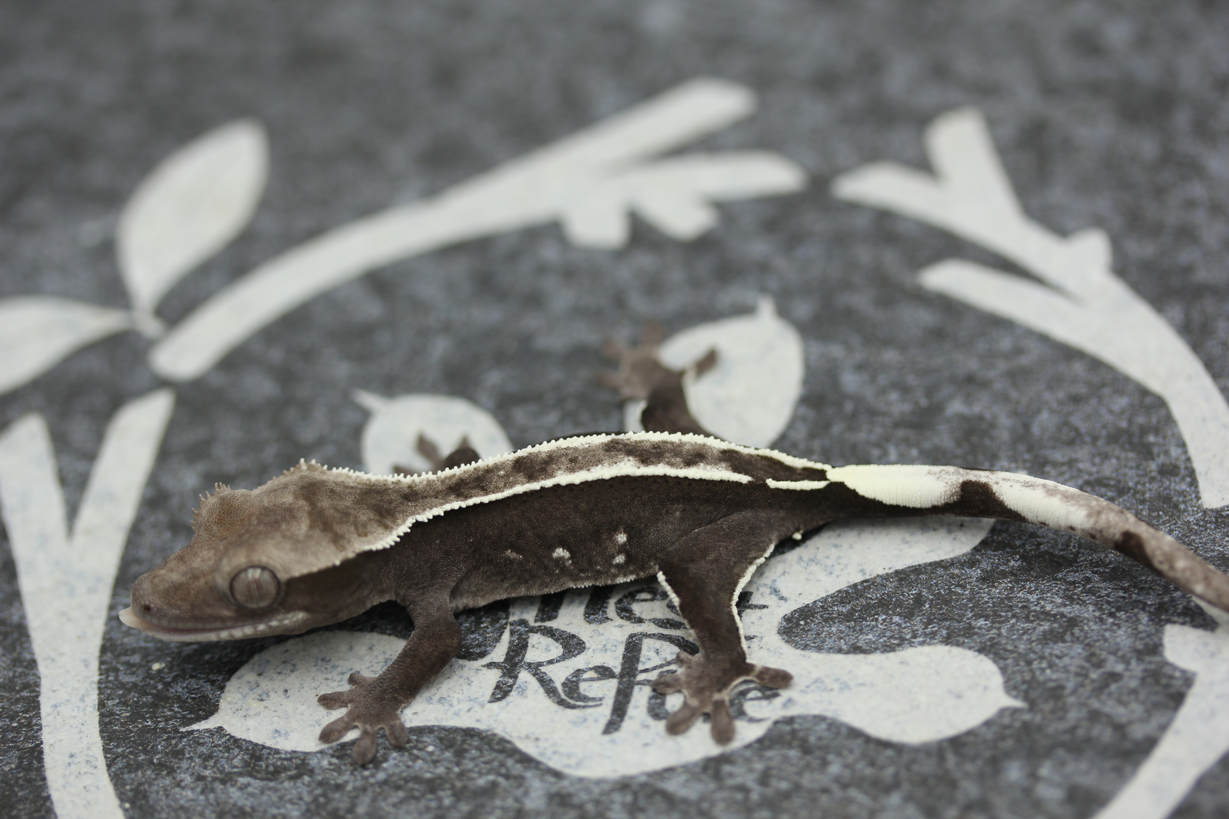 Altitude White Pin Axanthic